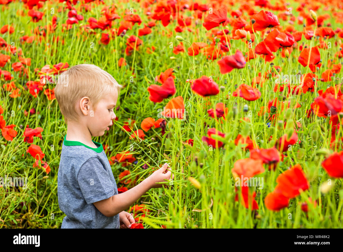 Cute boy in field with red poppies Stock Photo - Alamy