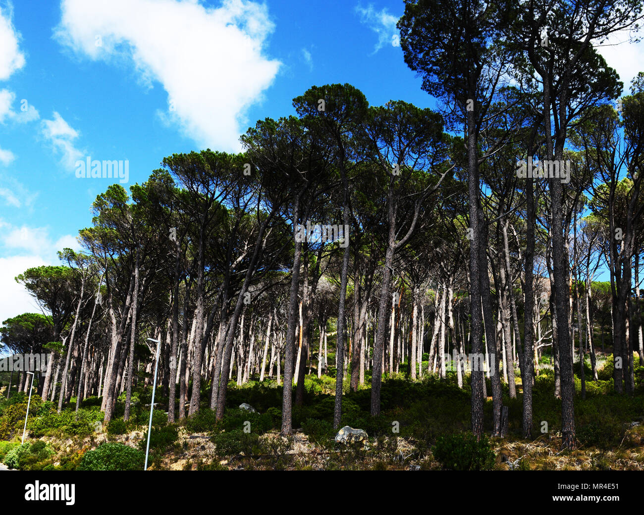 Pine forest on the lower slopes of the Table mountain in Cape  Town. Stock Photo