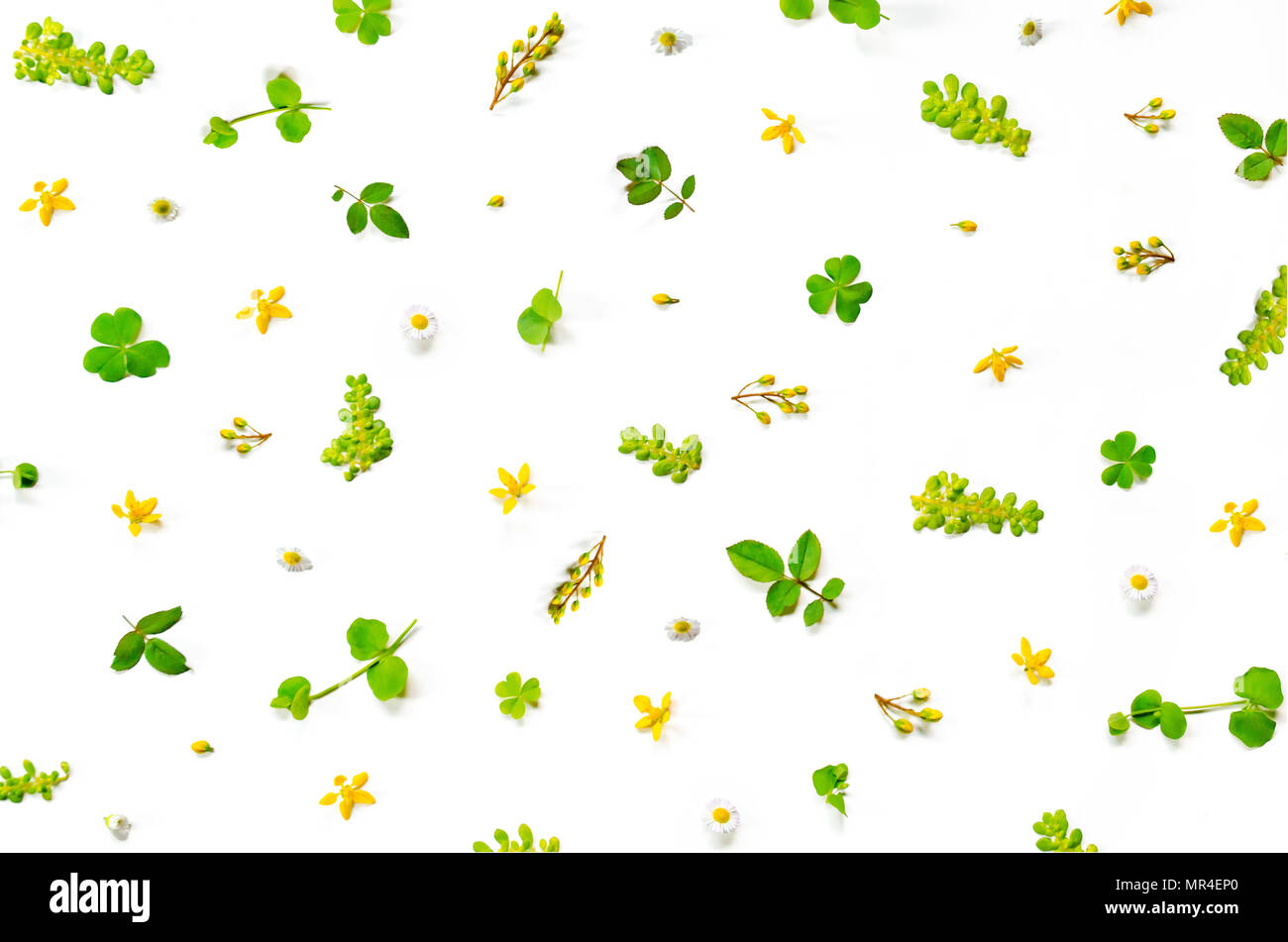 Frame from green leaves and flower on white background for isolated ...
