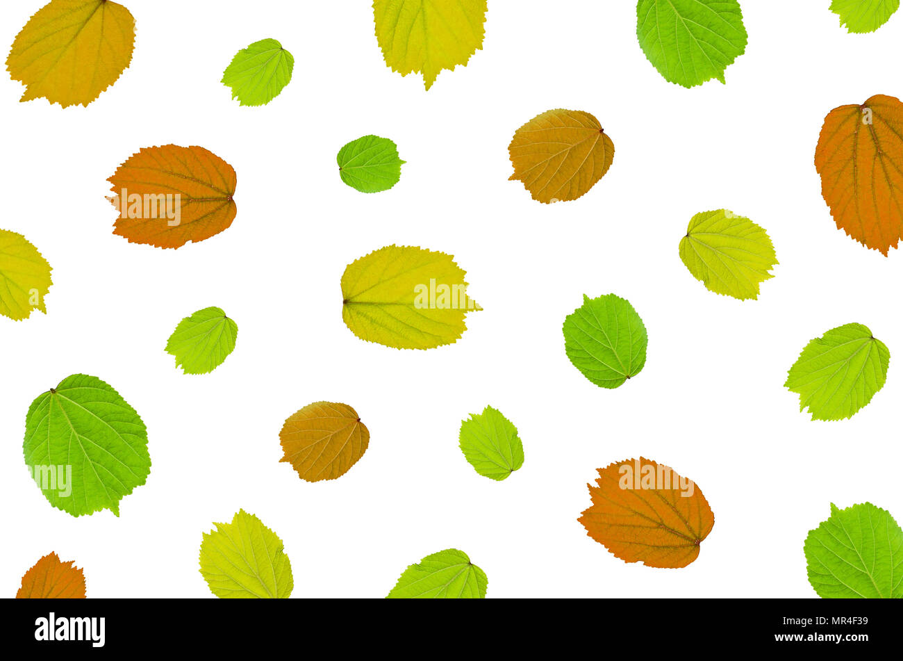 Background by colorful leaves on white background for isolated, Frame background by colorful leaf, The tree leaves on white background Stock Photo