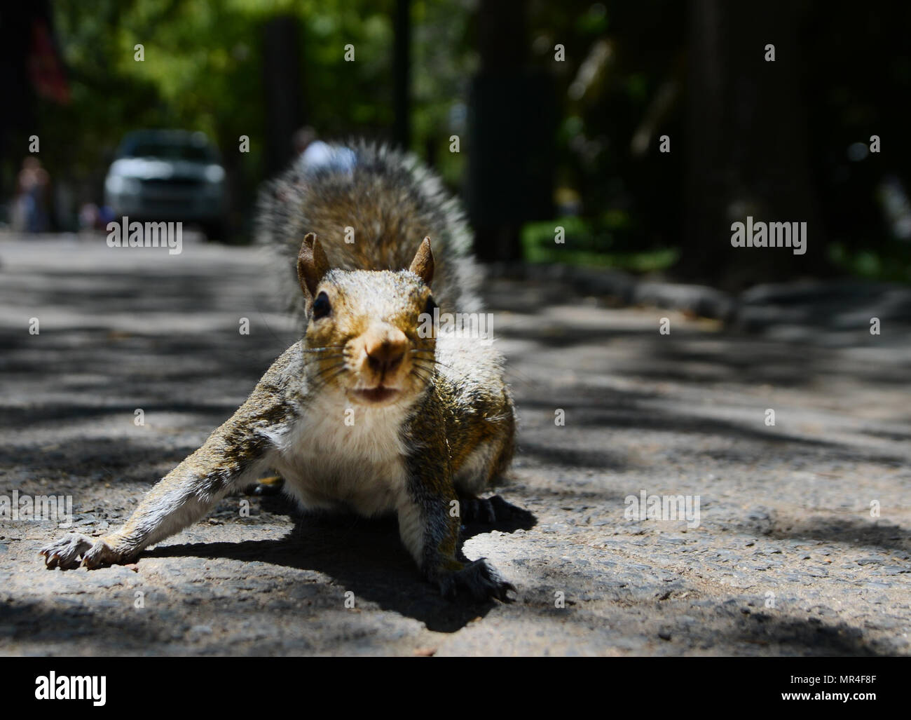 Squirrel running hires stock photography and images Alamy