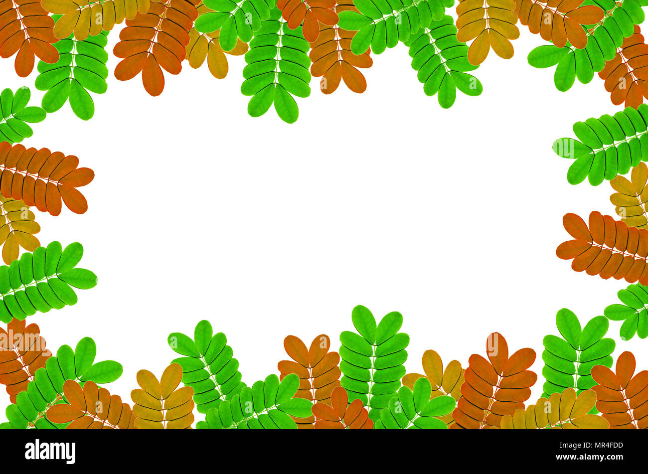 Frame from green leaves and fern on white background for isolated, Frame by green leaf and fern leaf, orange leaf and yellow leaf, Free space by green Stock Photo
