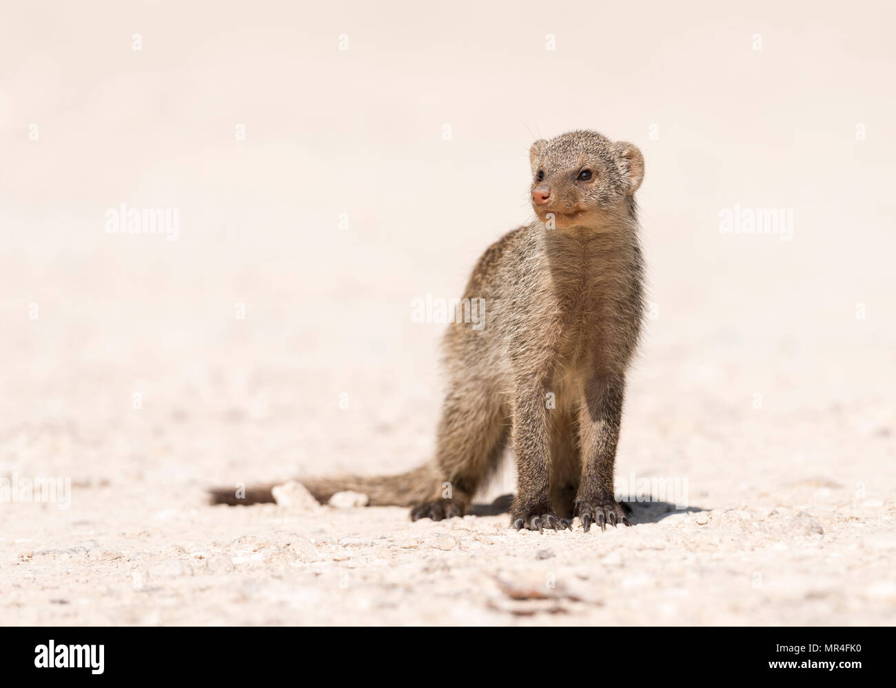 Banded Mongoose, Etosha National Park, Namibia. Stock Photo