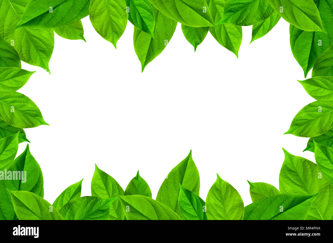 Frame from green leaves on white background for isolated, Frame by green leaf and fern leaf, Free space by green leaves on white background for cut of Stock Photo