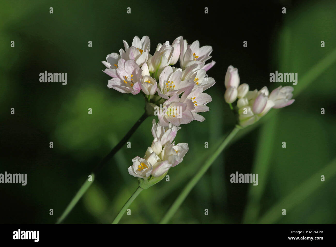 rosy garlic growing wild Latin name allium roseum in the hedgerows in central Italy in spring Stock Photo