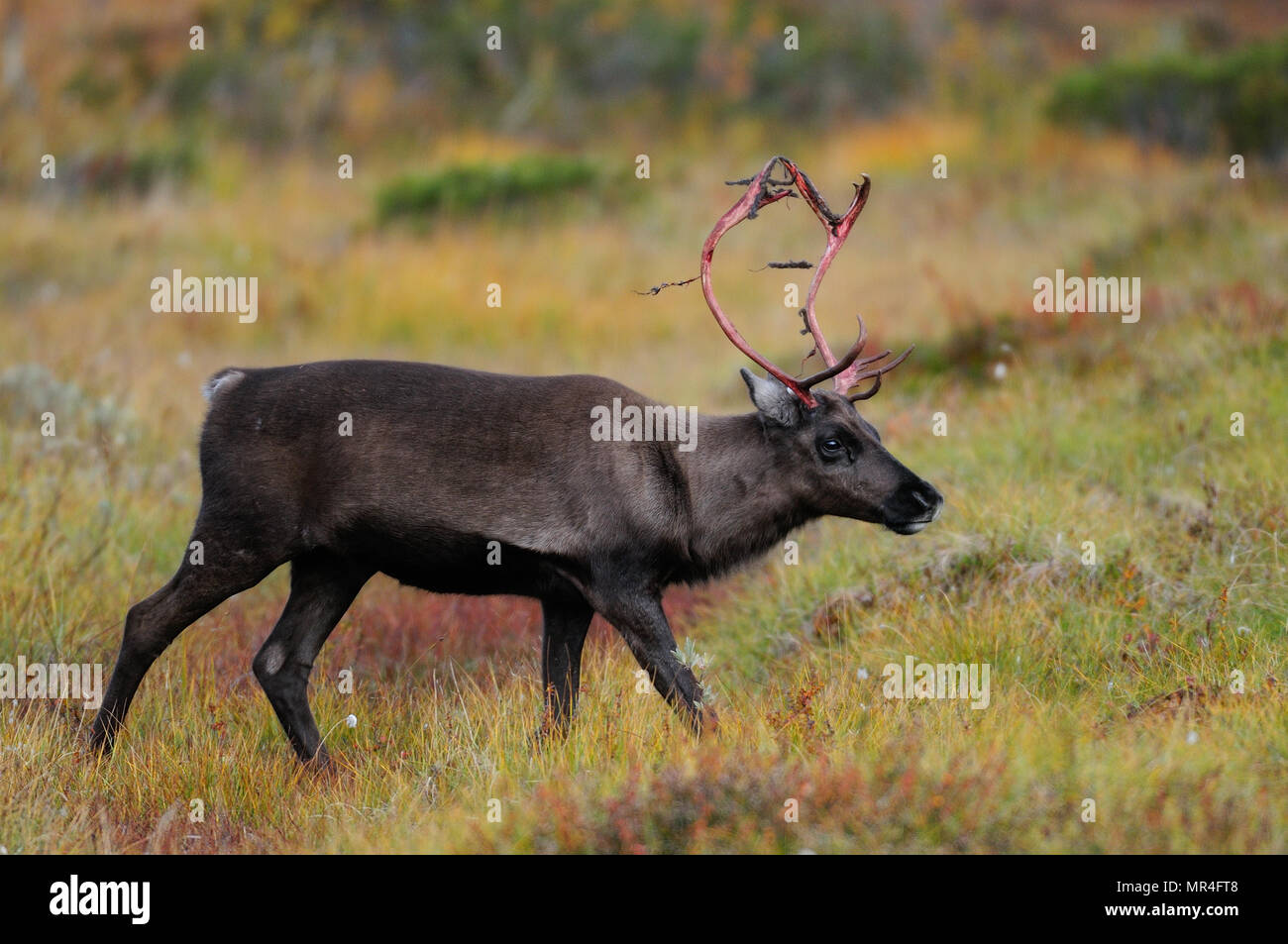 Wooden Wall Clock Reindeer Deer Tarandus Caribou Horn Silhouette 