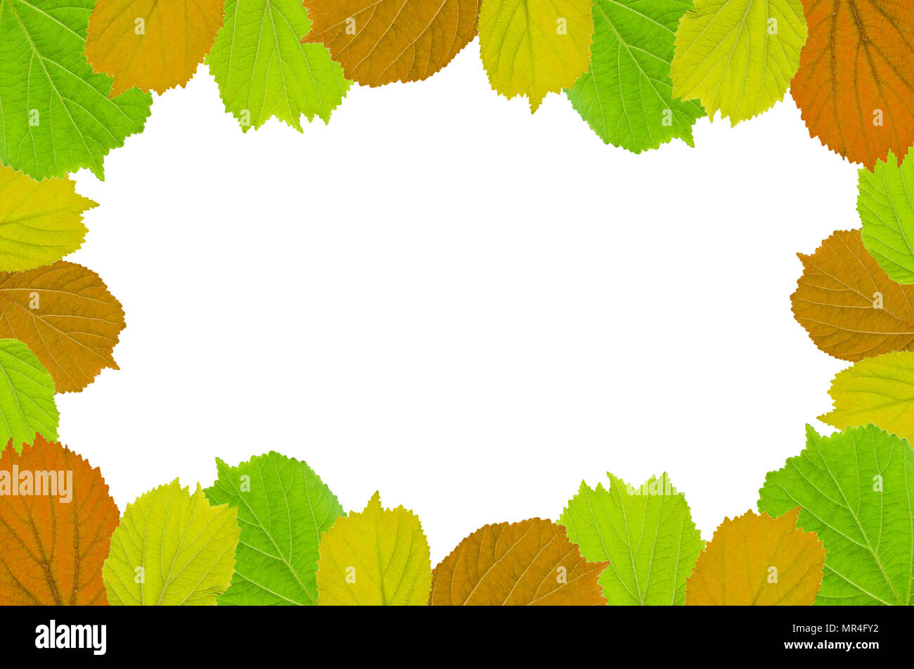 Frame from colorful leaves on white background for isolated, Frame by colorful leaf and fern leaf, Free space by green leaves on white background for  Stock Photo
