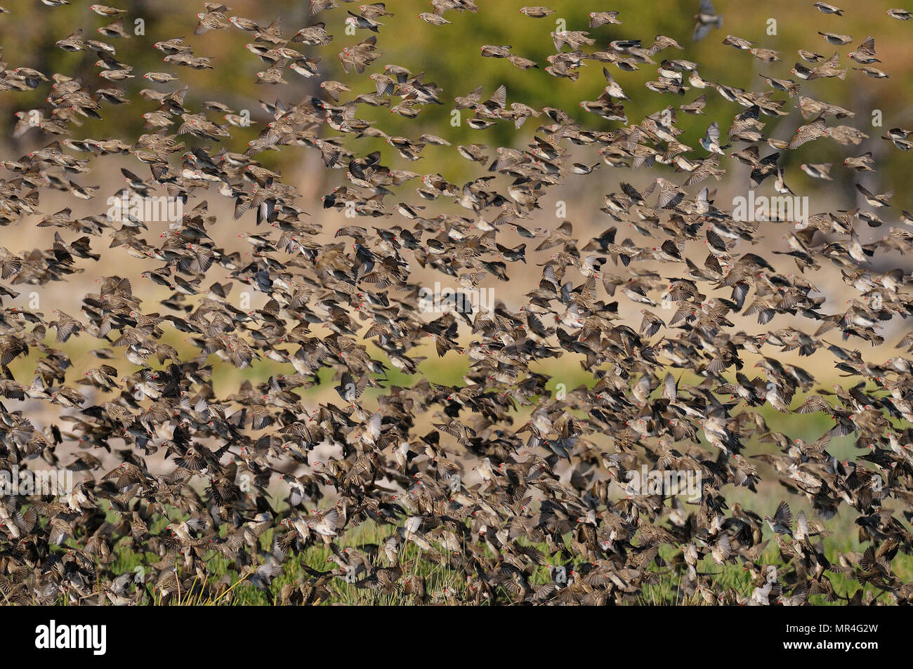 Redbilled quelea swarm in the air, (quelea quelea), etosha nationalpark, namibia Stock Photo
