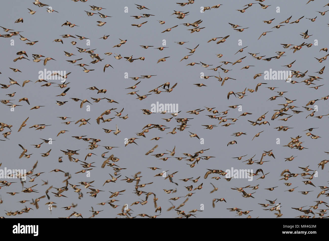 Redbilled quelea swarm in the sky, (quelea quelea), etosha nationalpark, namibia Stock Photo