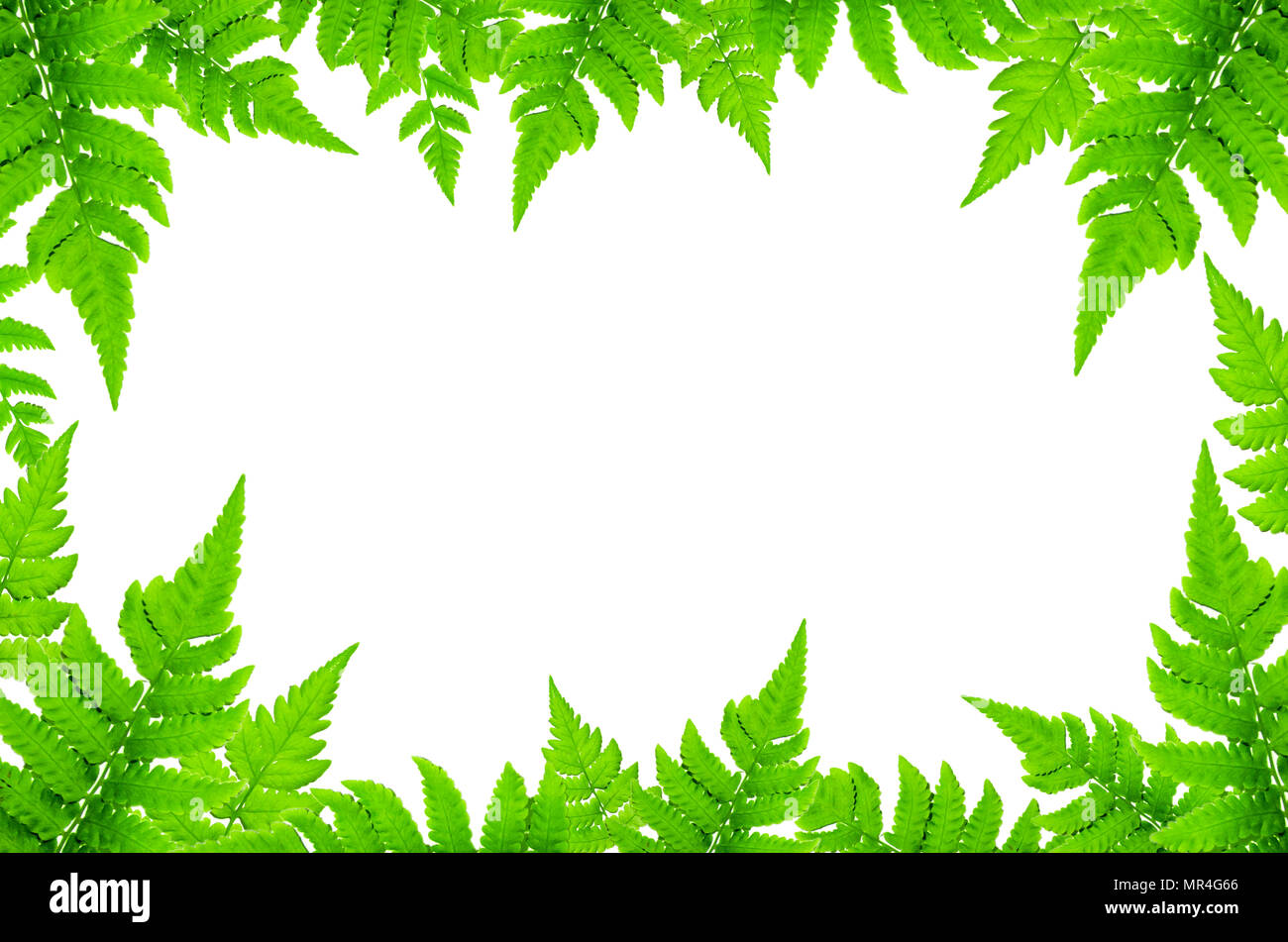Frame from green leaves and Fern leaves on white background for isolated, Frame by green leaf and fern leaf, Free space by fern leaves and flower on w Stock Photo