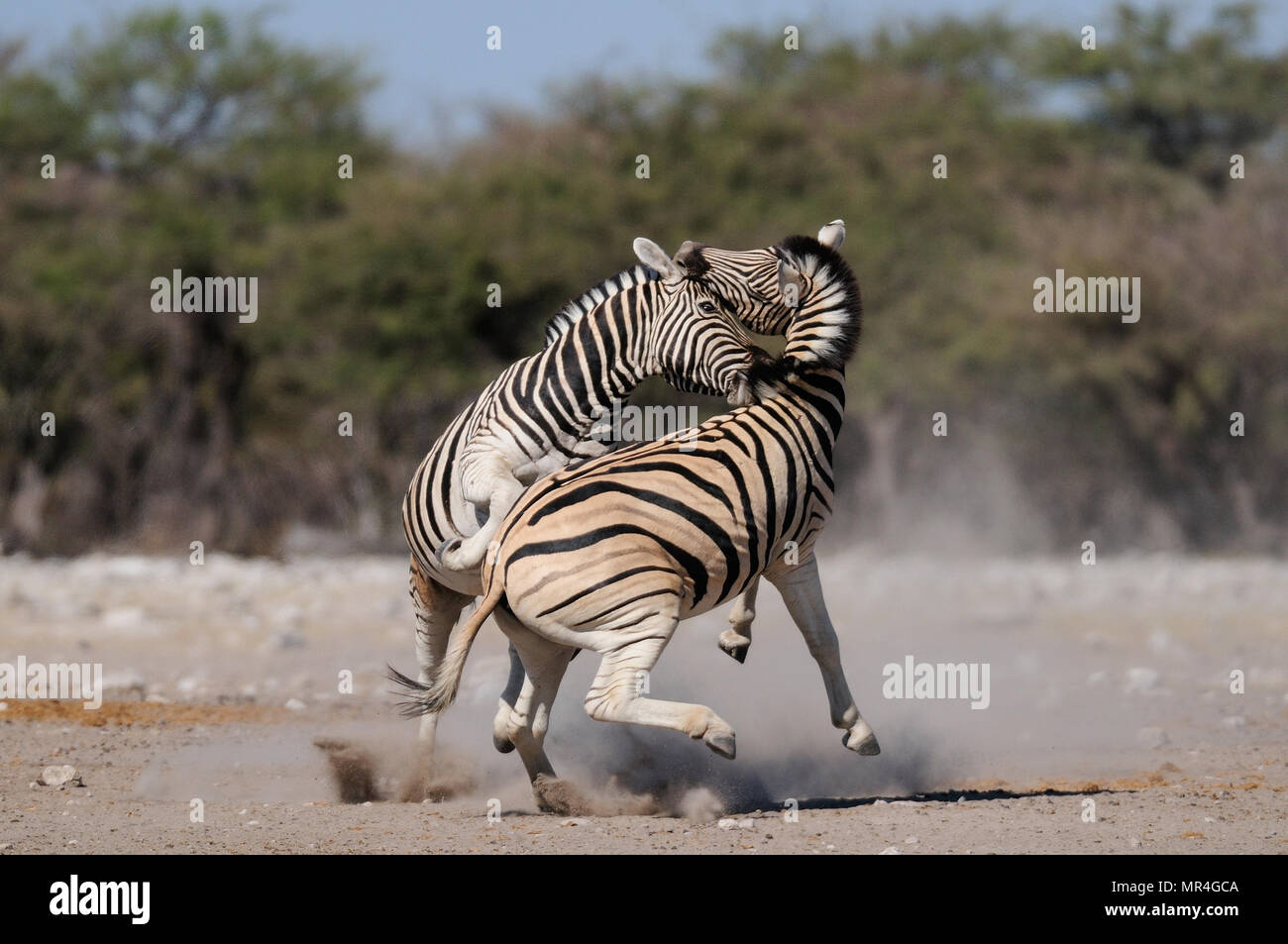 Burchell's zebras are fighting, etosha nationalpark, namibia, equus burchelli) Stock Photo