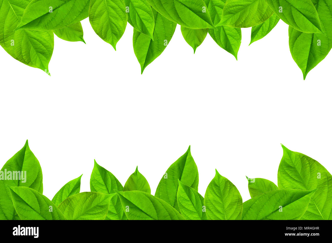 Frame from green leaves on white background for isolated, Frame by green leaf and fern leaf, Free space by green leaves and flower on white background Stock Photo