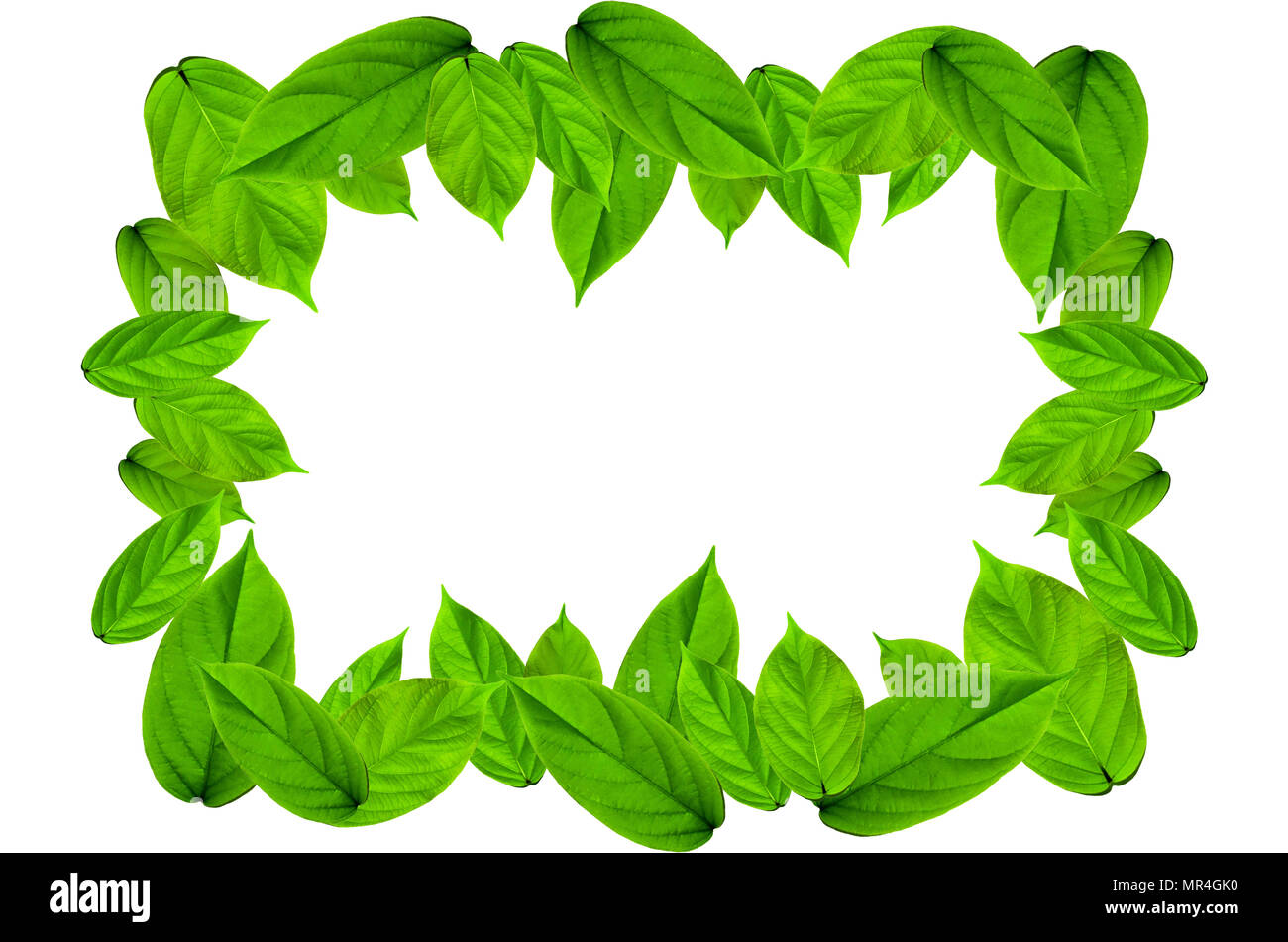 Frame from green leaves on white background for isolated, Frame by green leaf and fern leaf, Free space by green leaves on white background for cut of Stock Photo