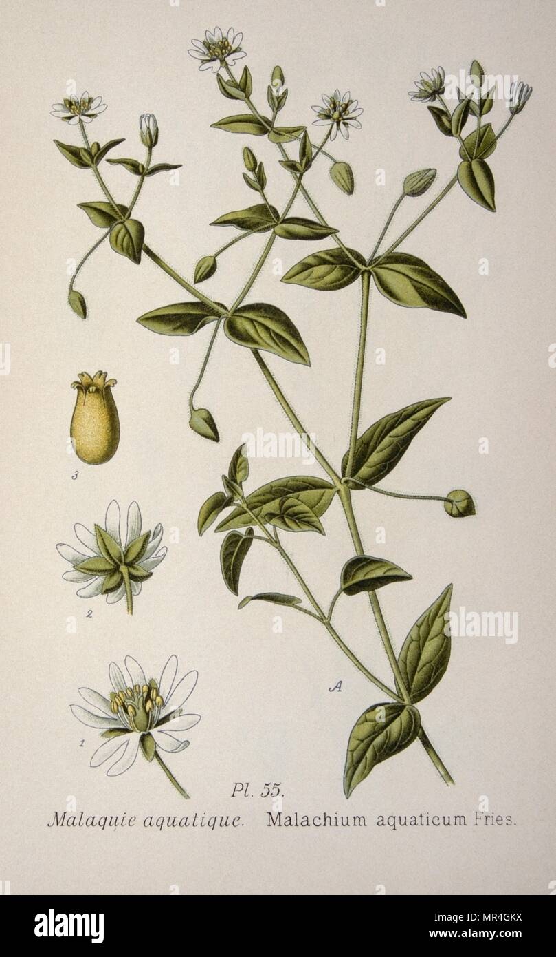 Myosoton aquaticum is a plant species in the genus Myosoton and belongs to the family Caryophyllaceae. also called a water chickweed or giant chickweed. From the Atlas des plantes 1793 Stock Photo