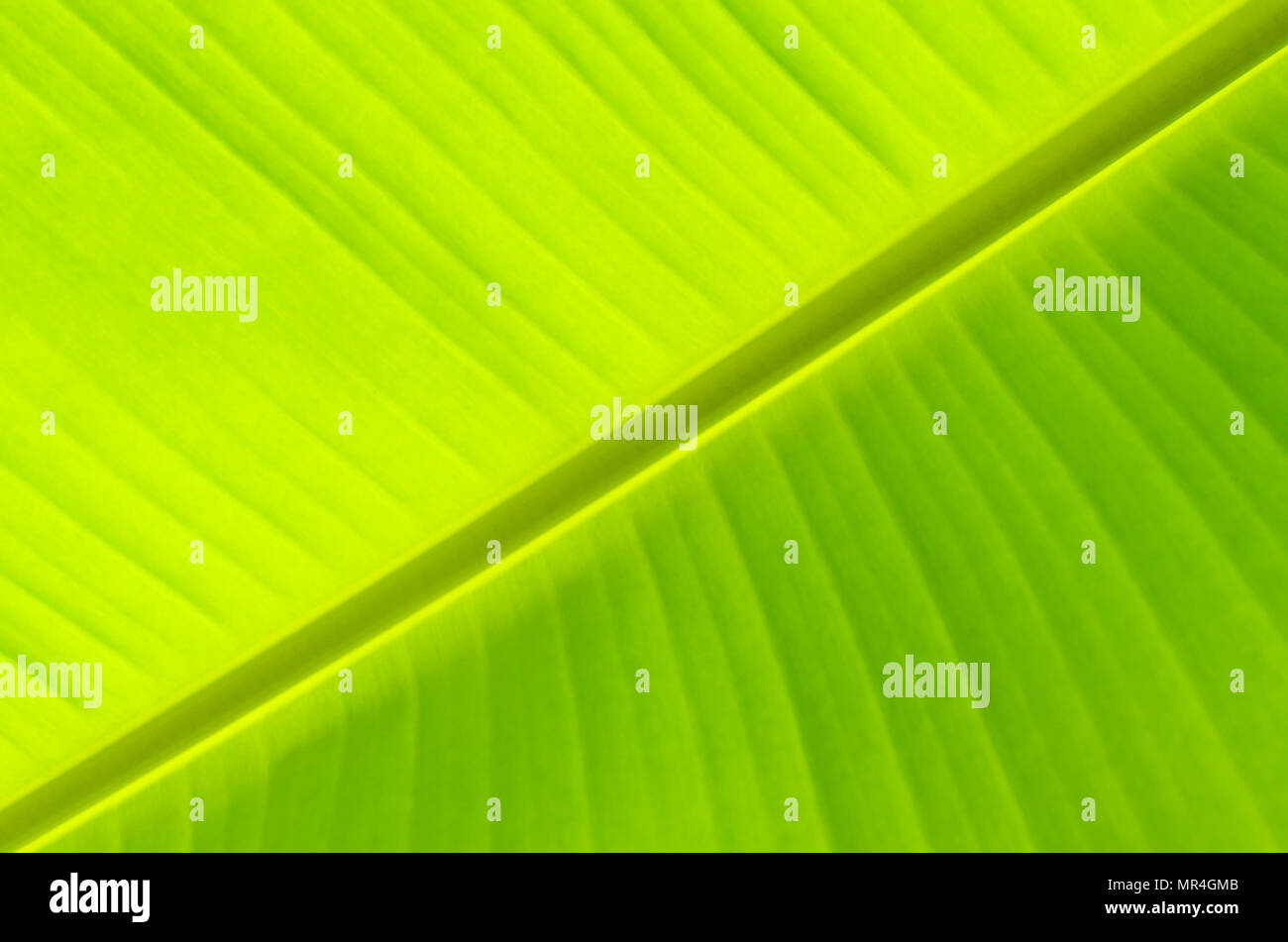 Green leaves and banana leaf, Background by banana leaf, Green leaves from banana Stock Photo
