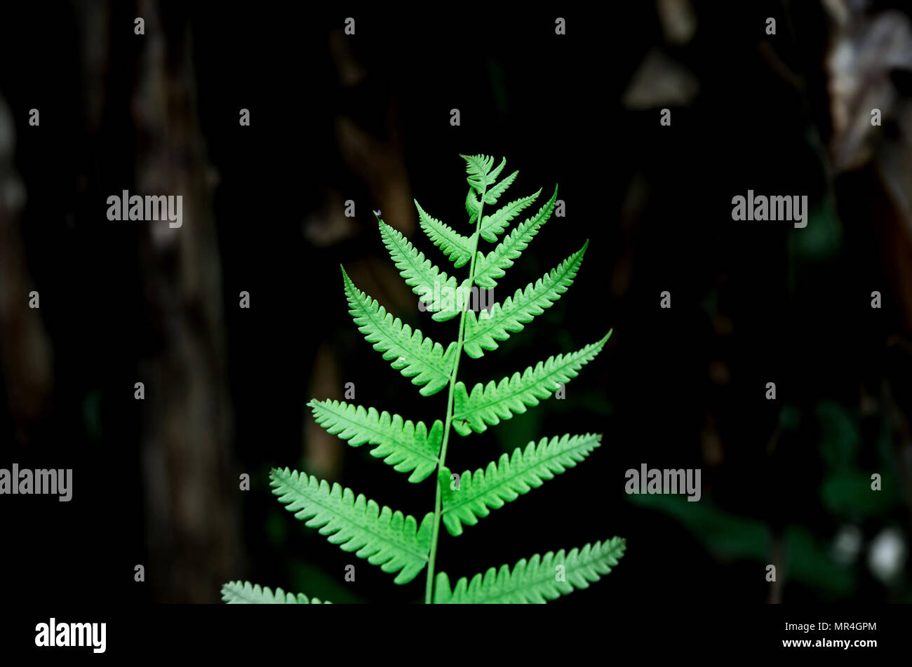 Green fern leaves and and close up of fern leaves, Background by fern leaf, Fern leaves on dark background. Stock Photo
