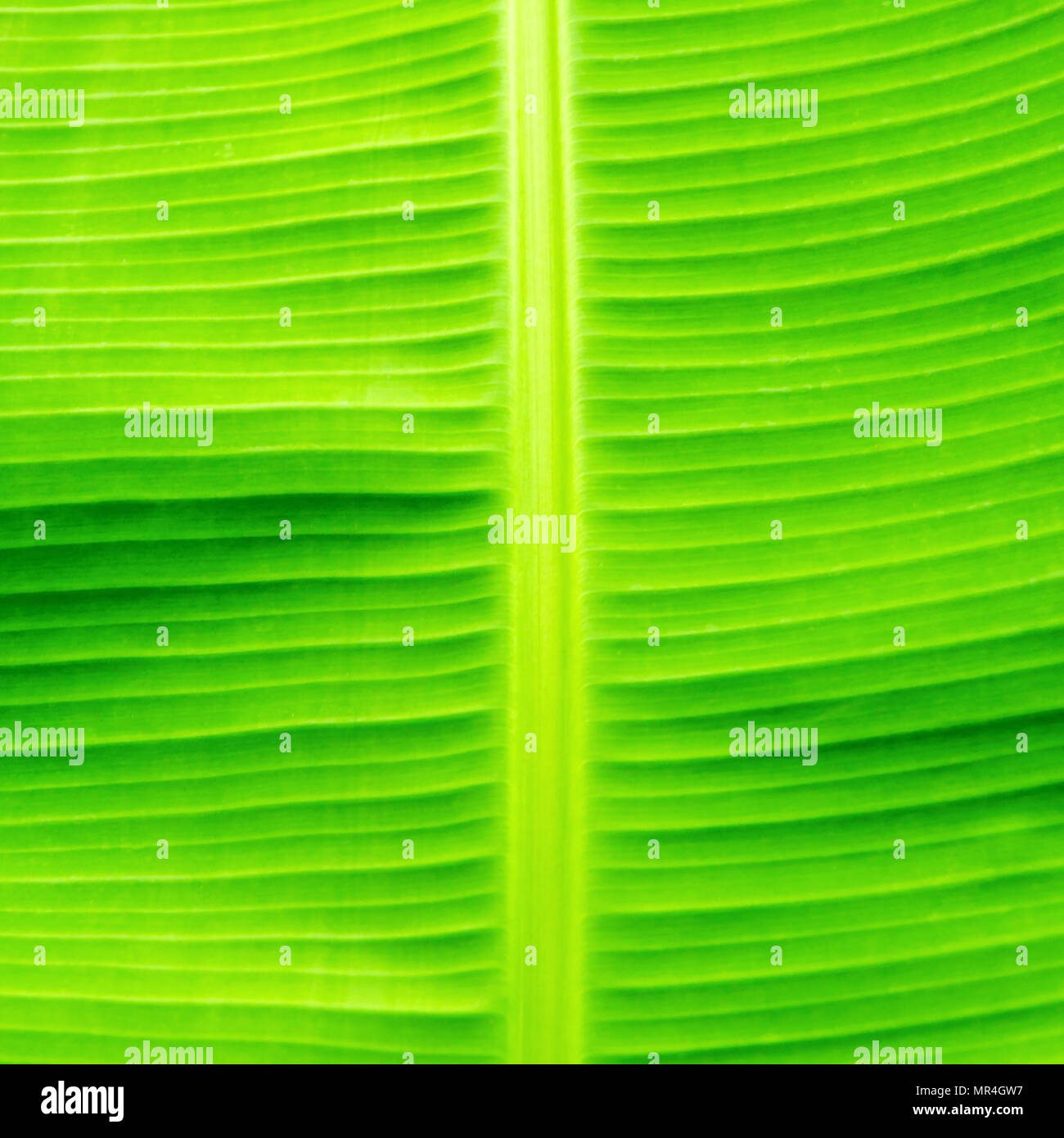 Green leaves and banana leaf, Background by banana leaf, Green leaves from banana Stock Photo