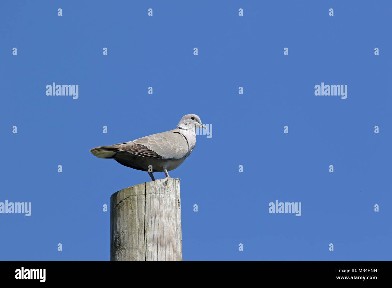 Collared mourning dove Latin streptopelia decaocto perched on a