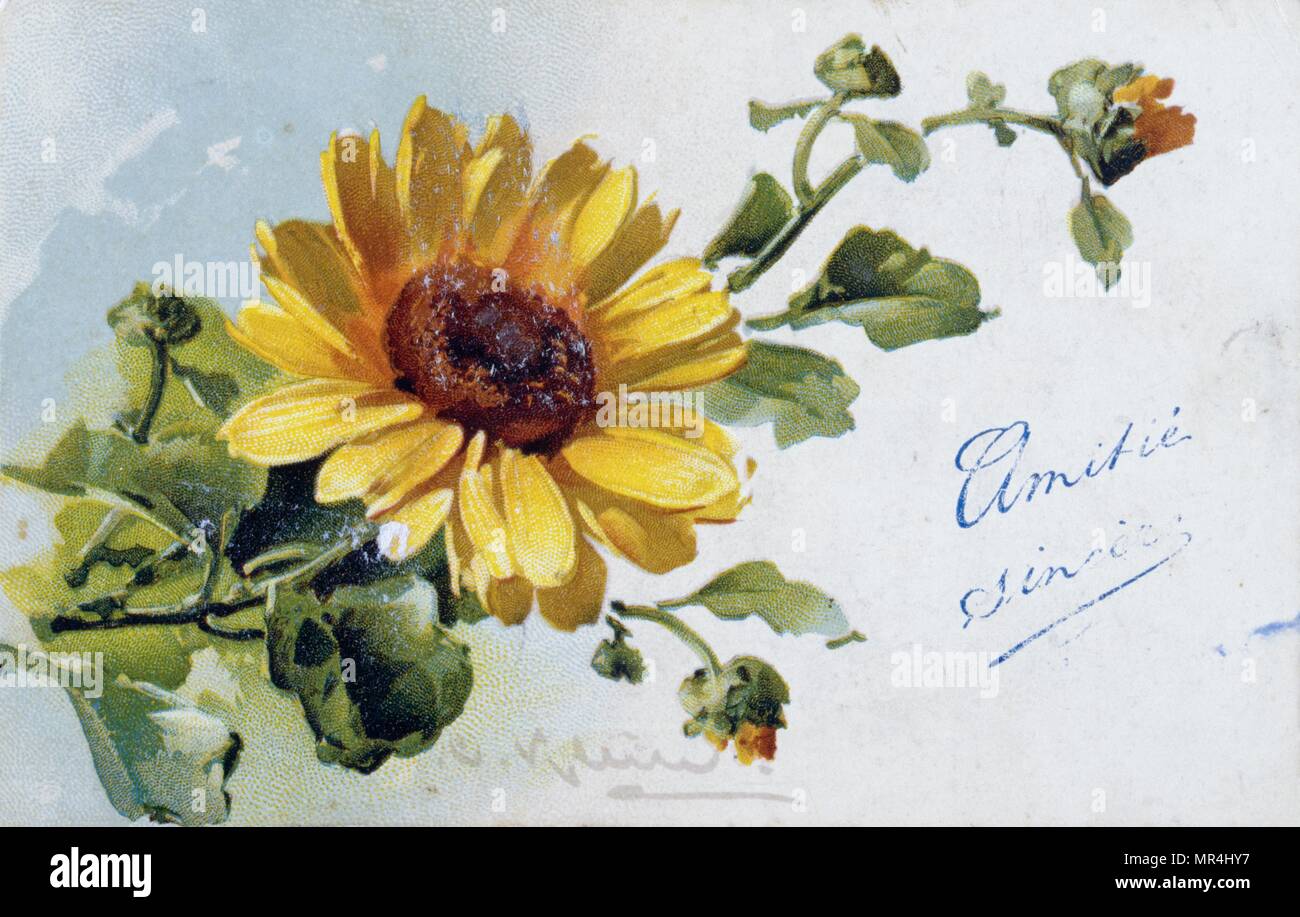 Vintage French postcard illustrated with a yellow flower. 1900 Stock Photo