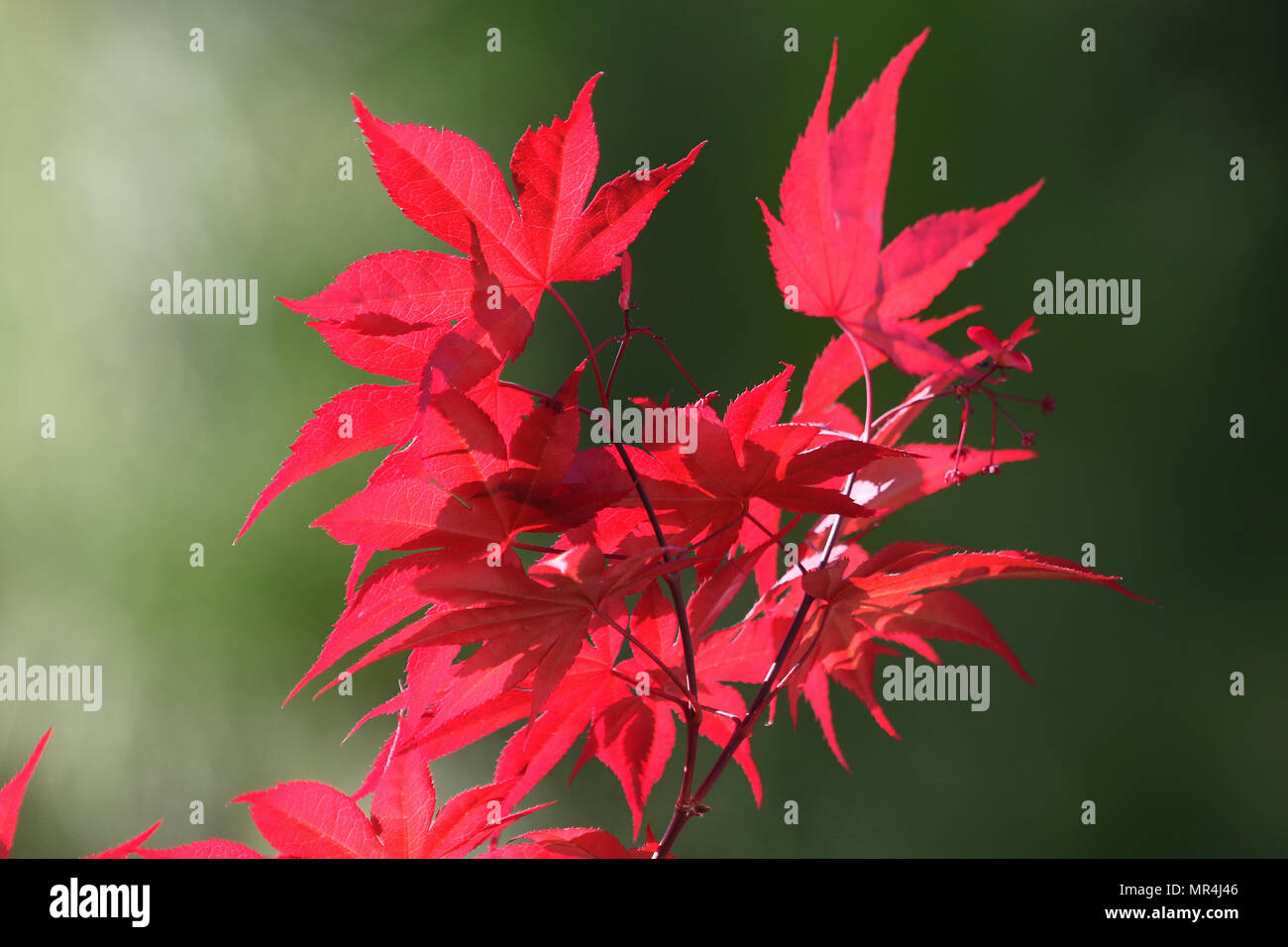 Japanese Maple Latin Name Acer Japonicum And Bright Red Leaves With The Japanese maple latin name acer japonicum and bright red leaves with the