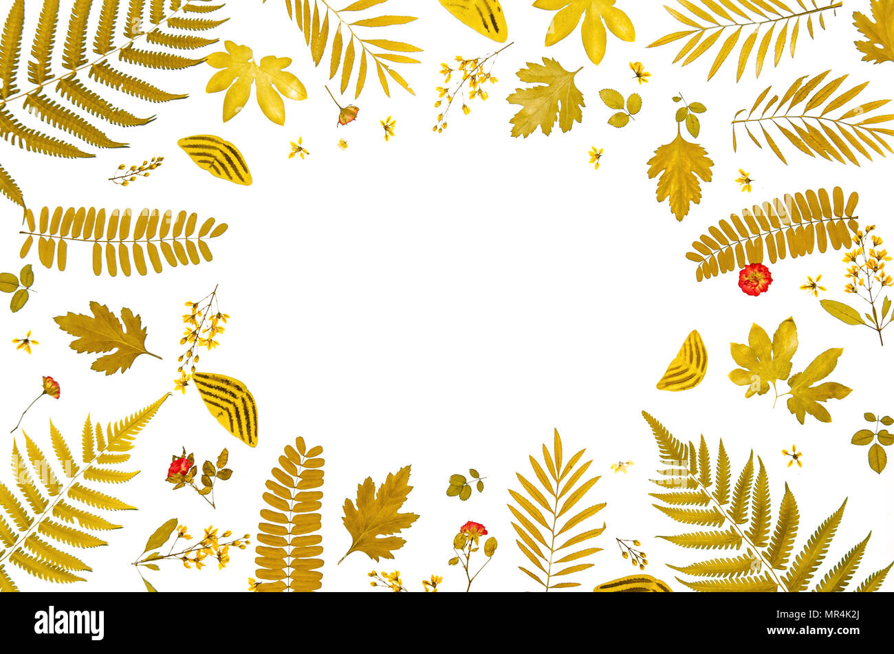 Frame from yellow leaves and dry leaves and flower on white background ...