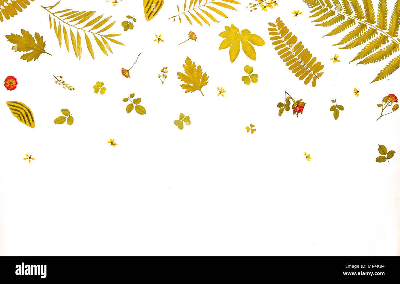 Frame from yellow leaves and dry leaves and flower on white background ...