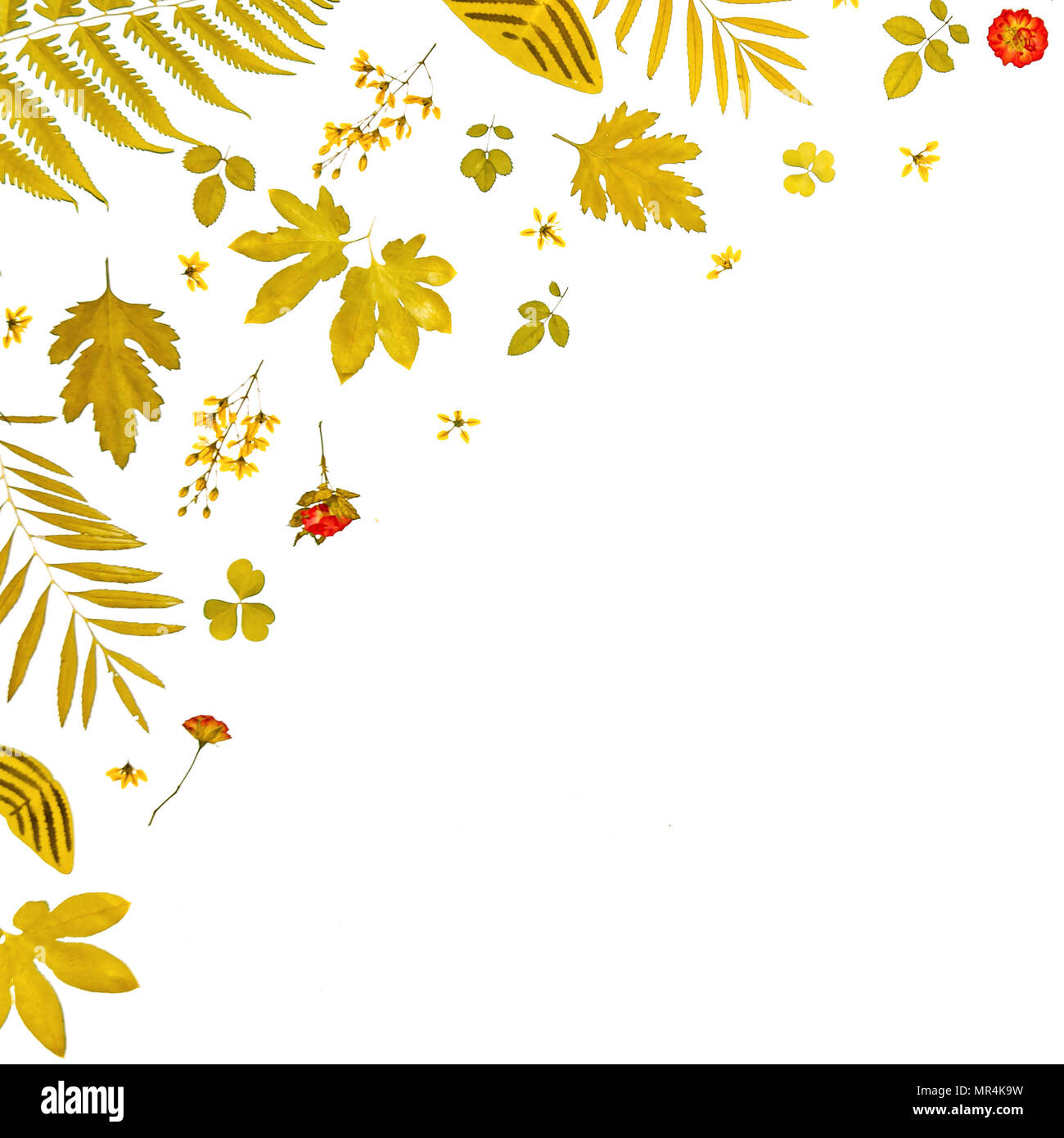 Frame from yellow leaves and dry leaves and flower on white background ...