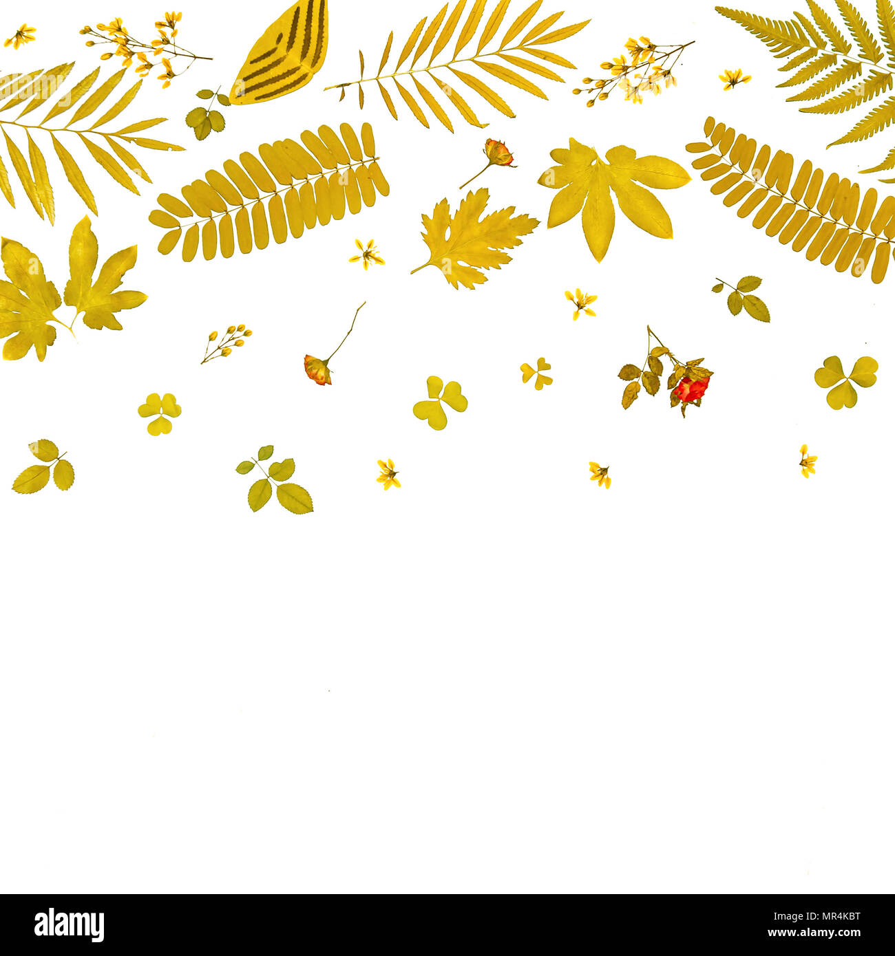 Frame from yellow leaves and dry leaves and flower on white background ...