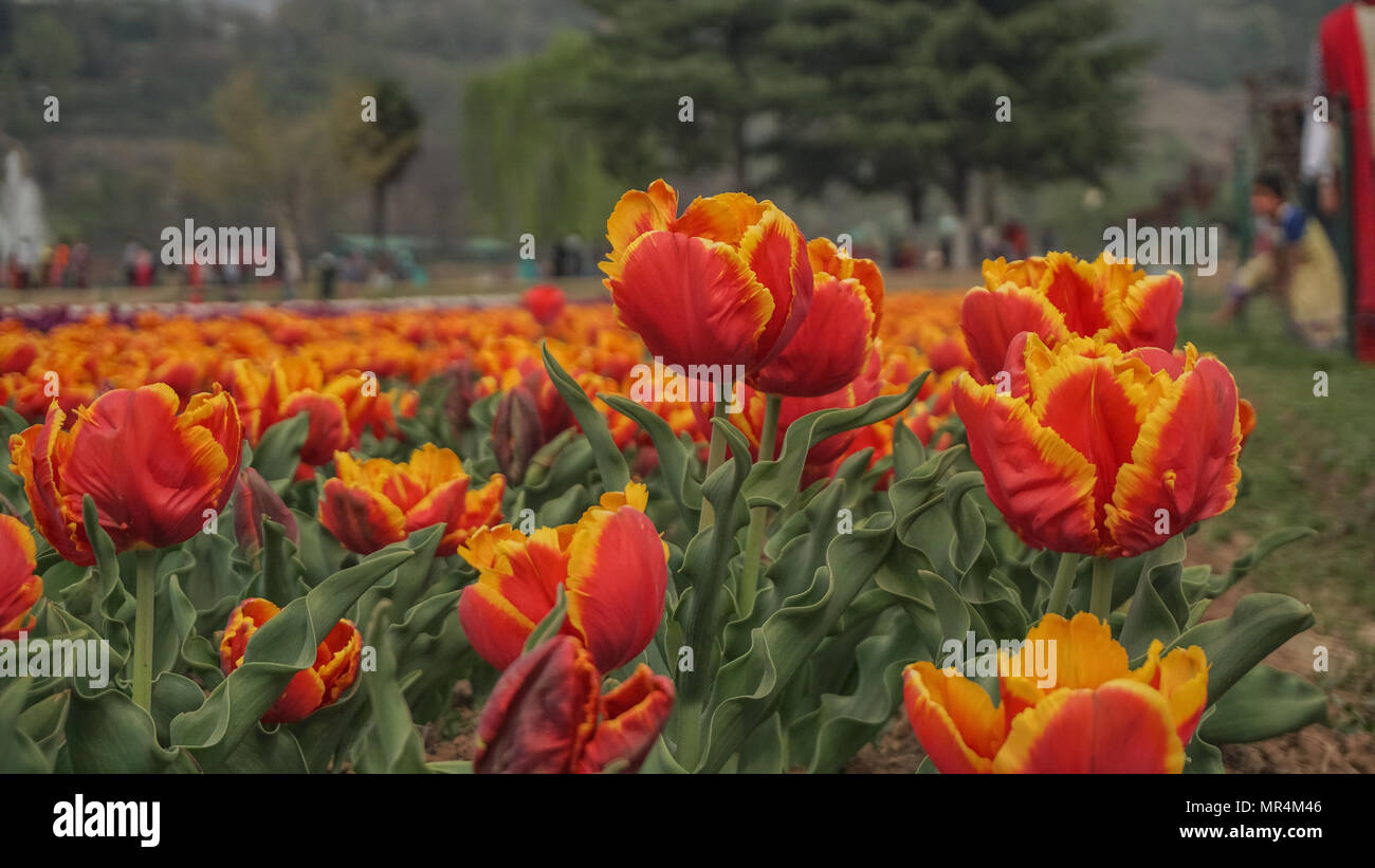 this image is of flowers of a huge garden in kashmir, india, the