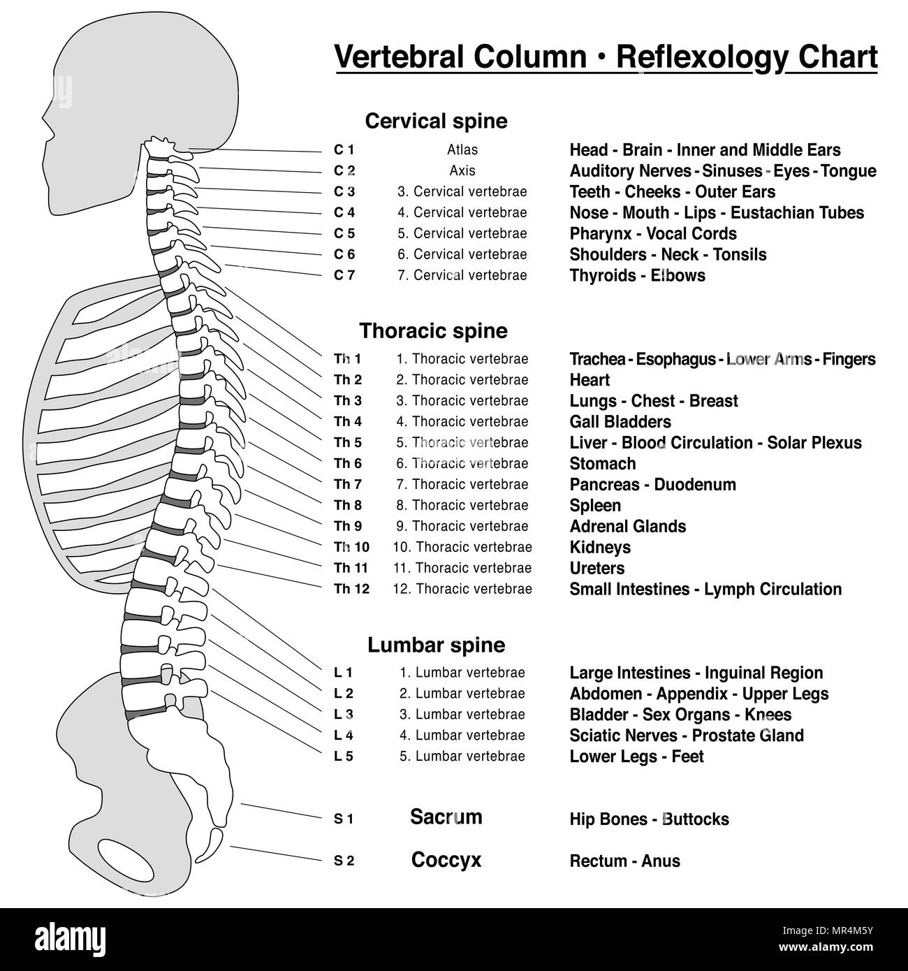 Spine column reflexology chart. Vertebral column with names and numbers of the vertebras - lateral view. Isolated outline illustration on white. Stock Photo