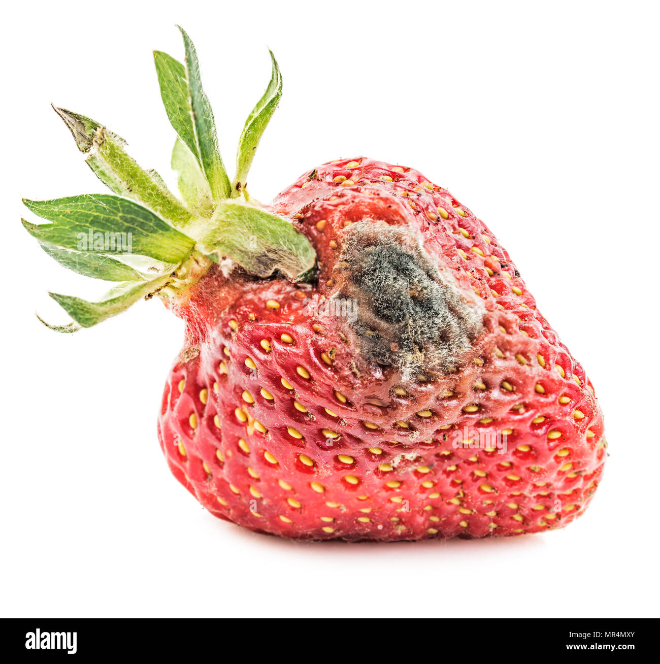 https://c8.alamy.com/comp/MR4MXY/rotten-strawberry-isolated-on-white-background-moldy-fruits-MR4MXY.jpg