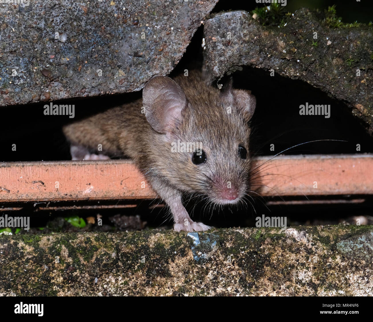 Mice feeding and hiding in urban house garden Stock Photo Alamy