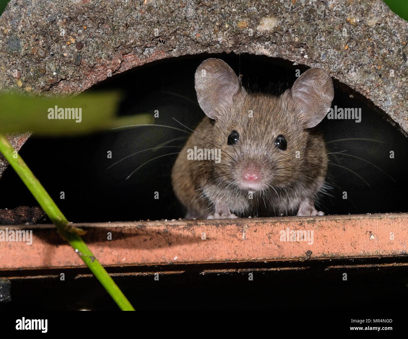 Mice feeding and hiding in urban house garden Stock Photo Alamy