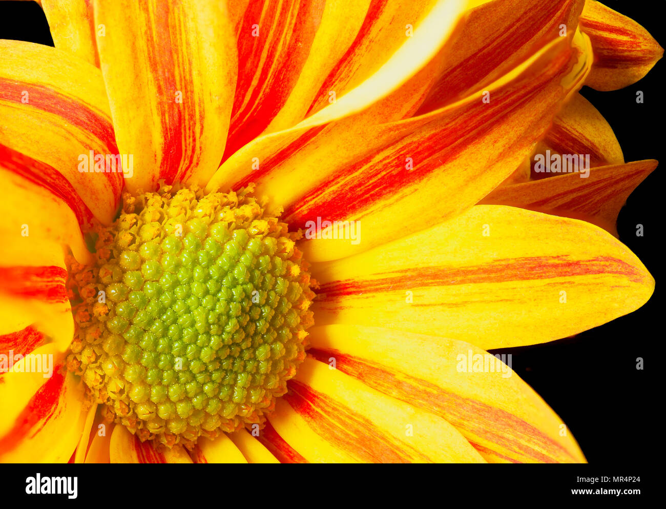 macro of a Big Kiss White Flame with yellow and red petals Stock Photo