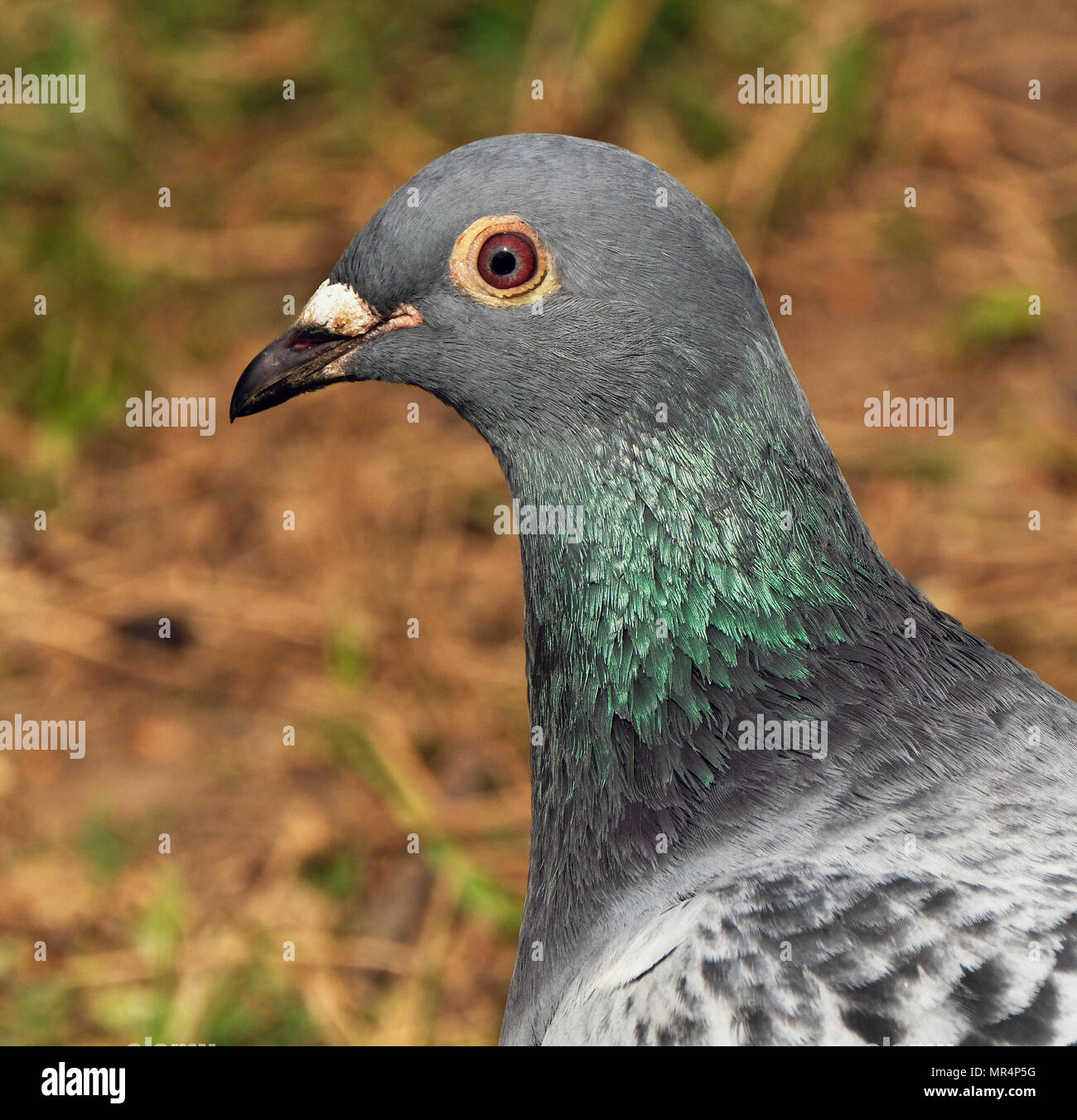 Feral pigeon seeking food in urban house garden. Stock Photo