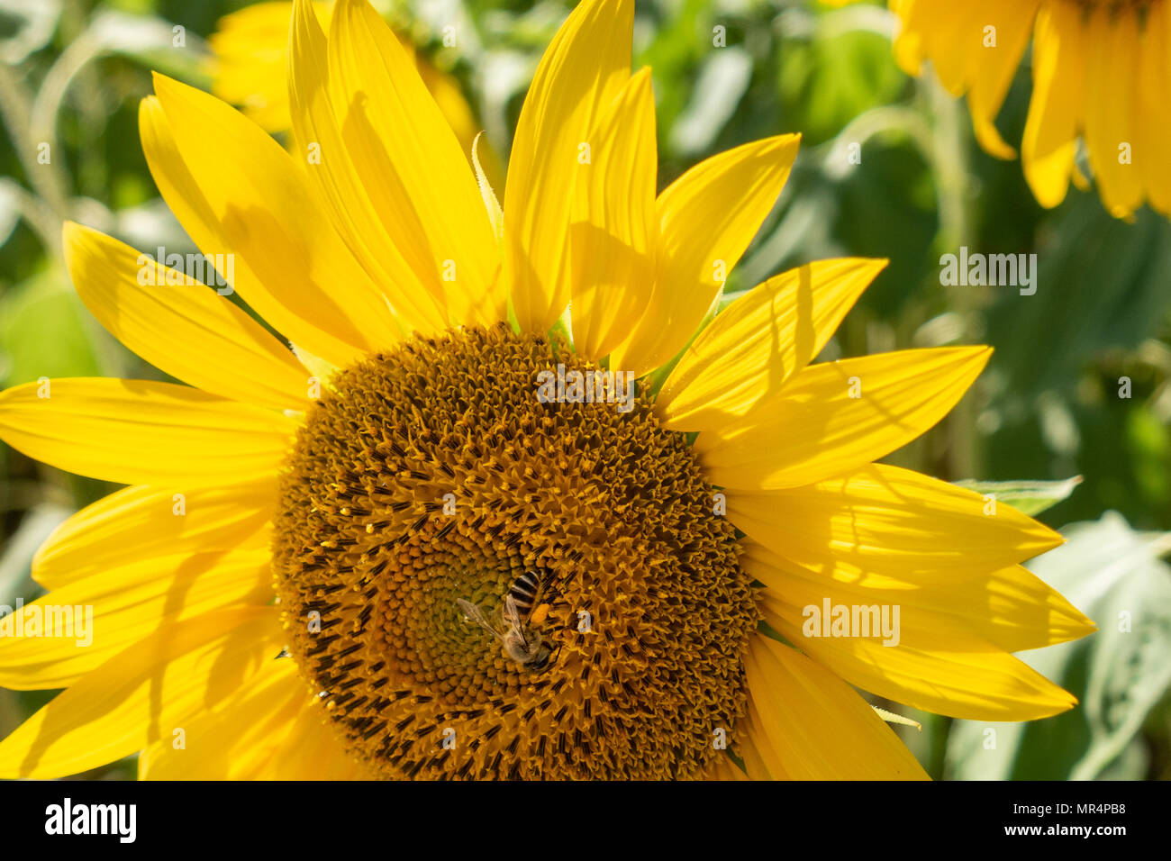 Bee carrying pollen, collecting pollen, on disk florets of sunflower