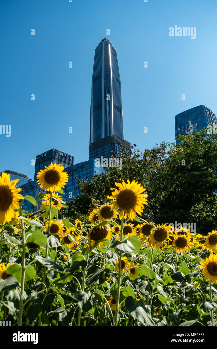 Shenzhen skyline Ping An building in background, sunflowers in foreground Stock Photo
