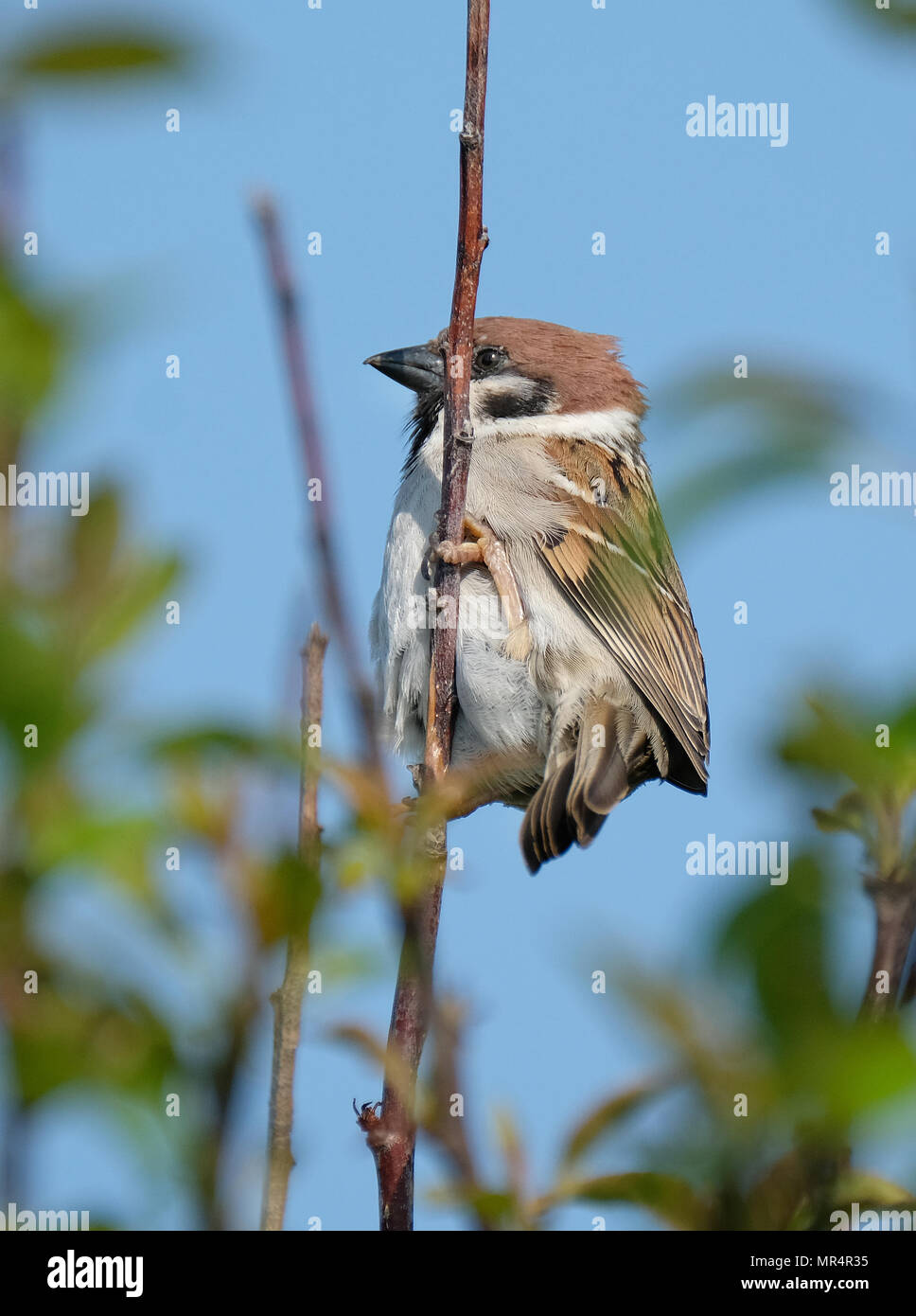 Male House Sparrow in tree in urban house garden. Stock Photo