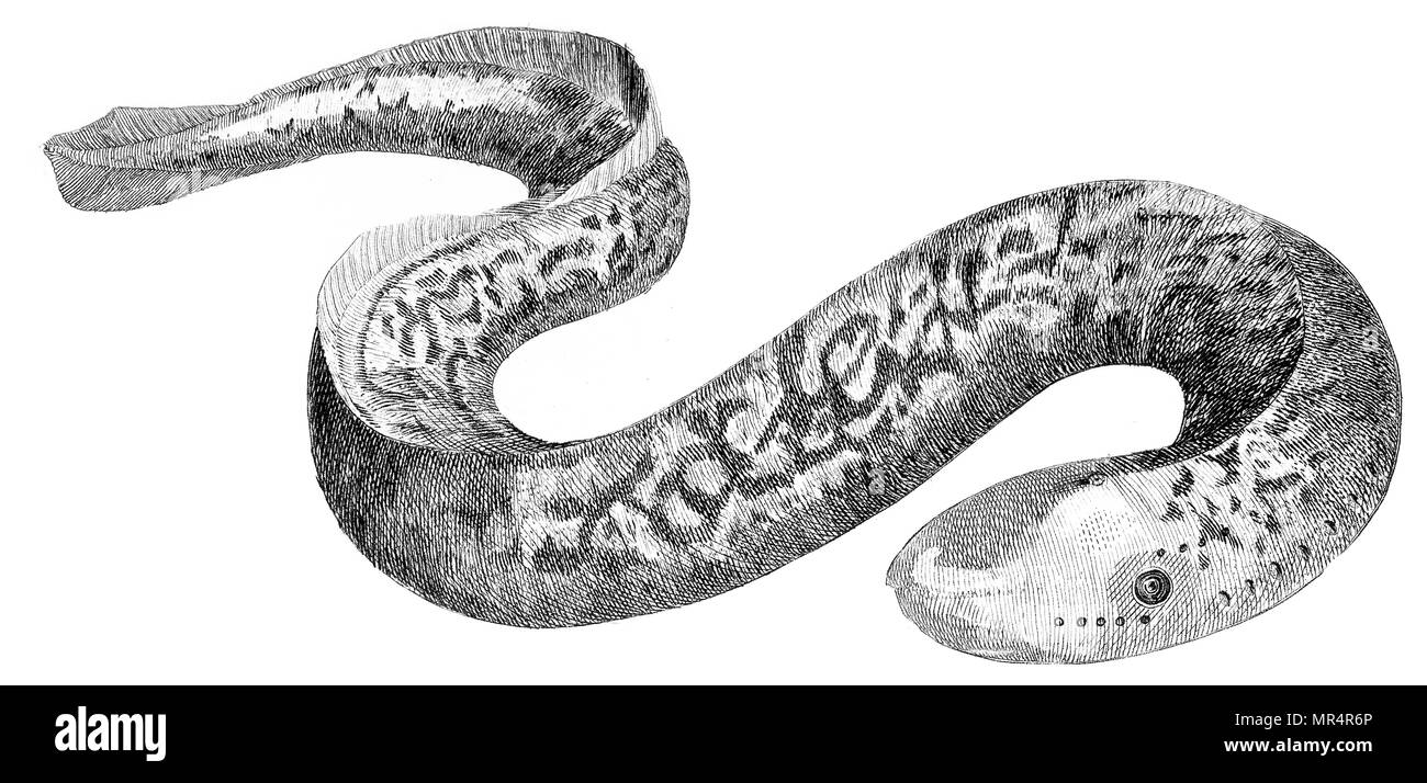 Taken from 'British Zoology' by Thomas Pennant, 1812 Stock Photo