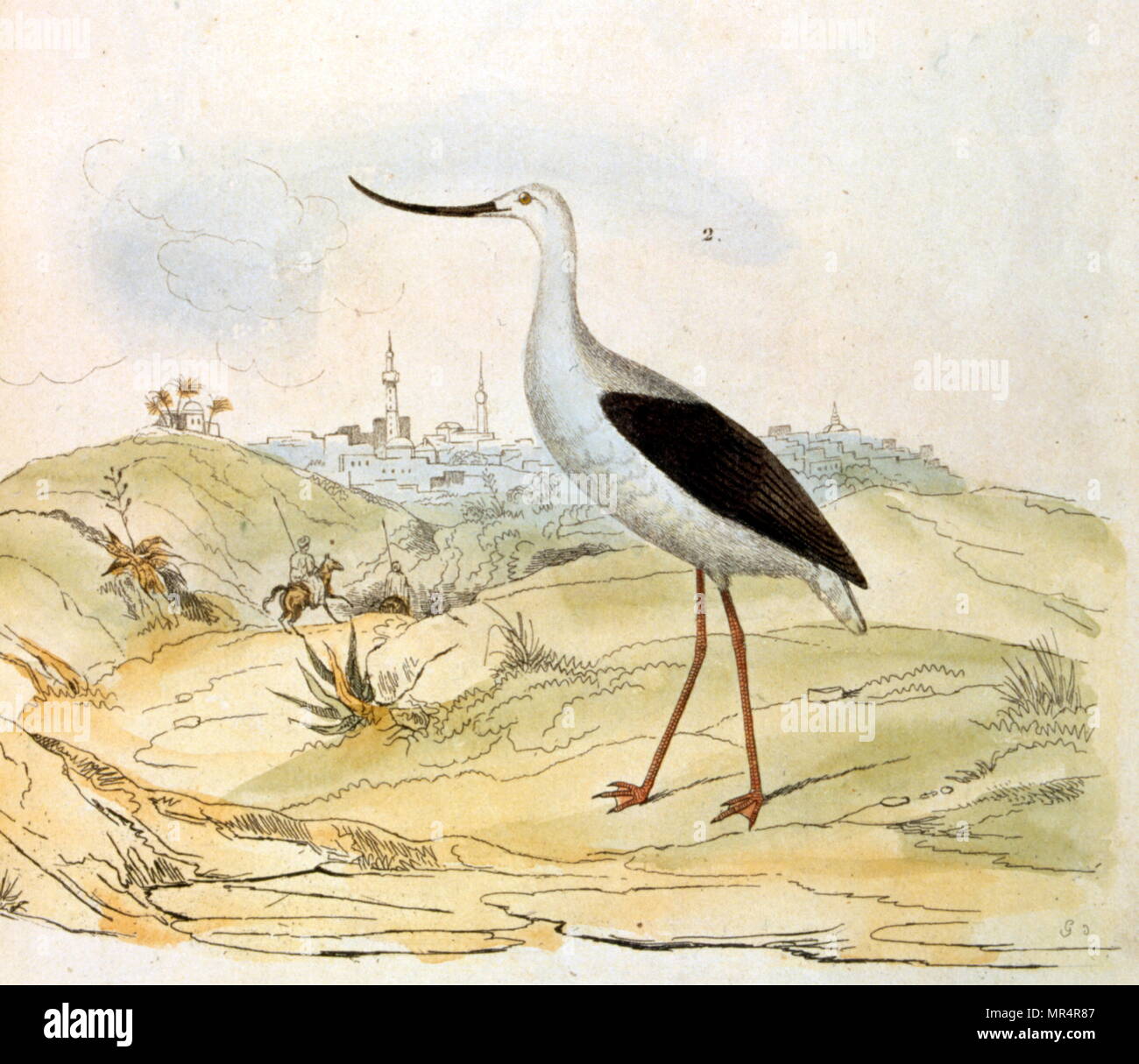 French, Coloured illustration, dated circa 1884, depicting  an avocet bird Stock Photo