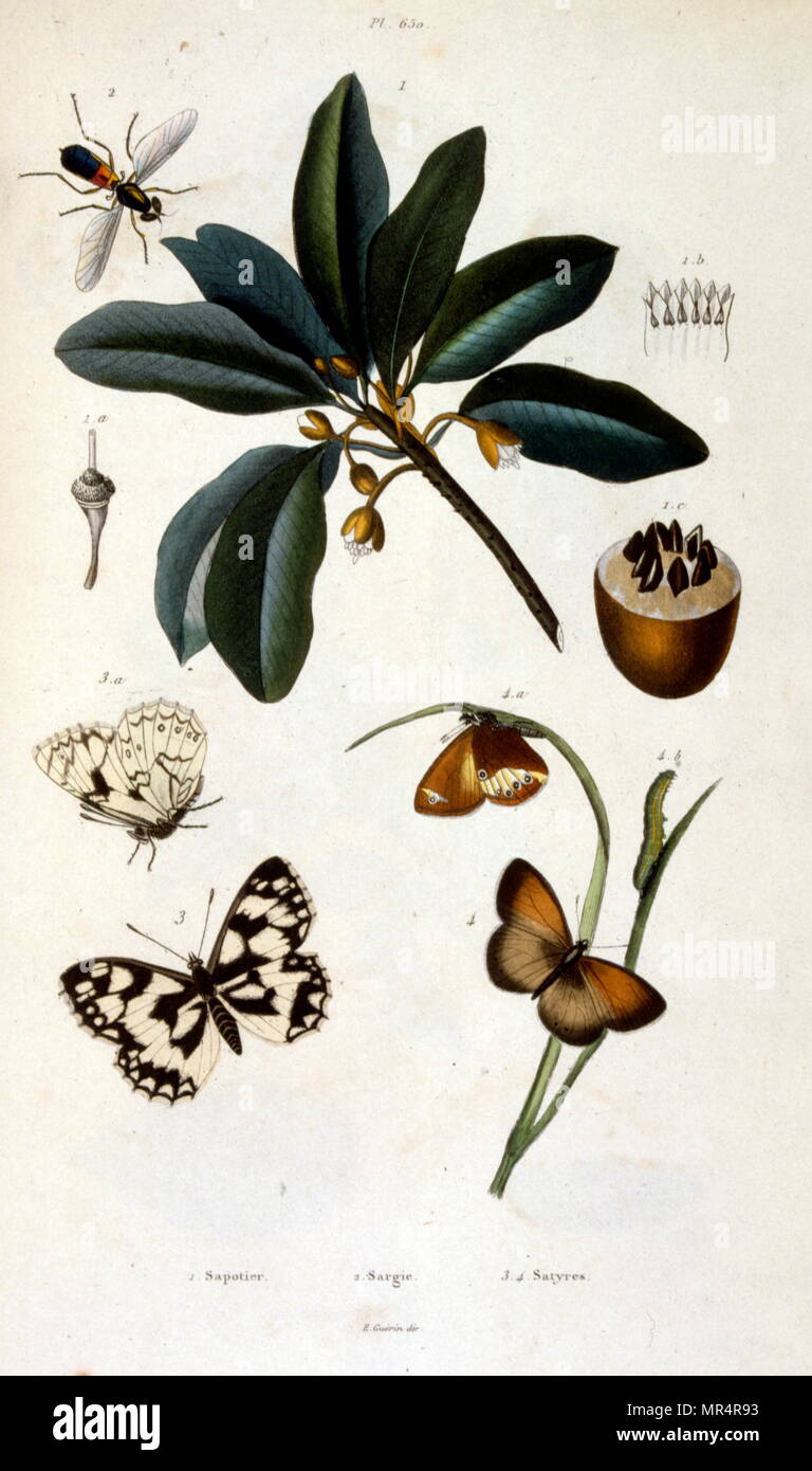 French, Coloured illustration, dated circa 1884, depicting butterflies and an insect Stock Photo
