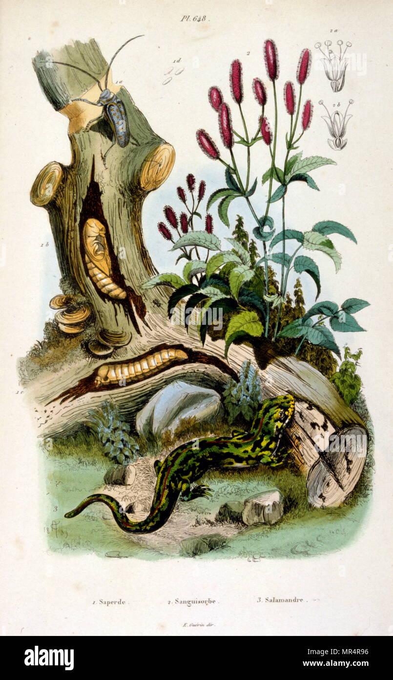 French, Coloured illustration, dated circa 1884, depicting earthworms and a salamander Stock Photo