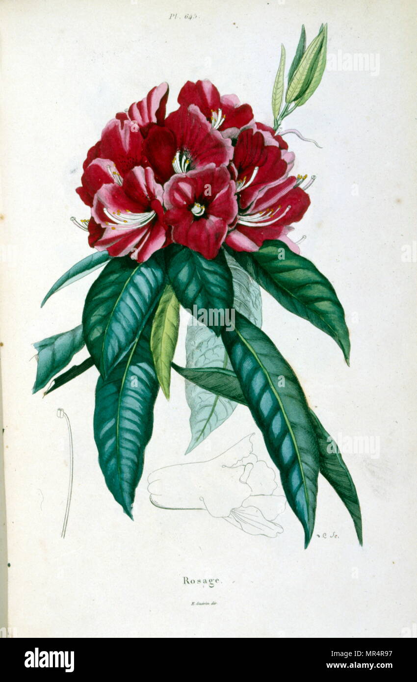 French, Coloured illustration, dated circa 1884, depicting red flowers Stock Photo