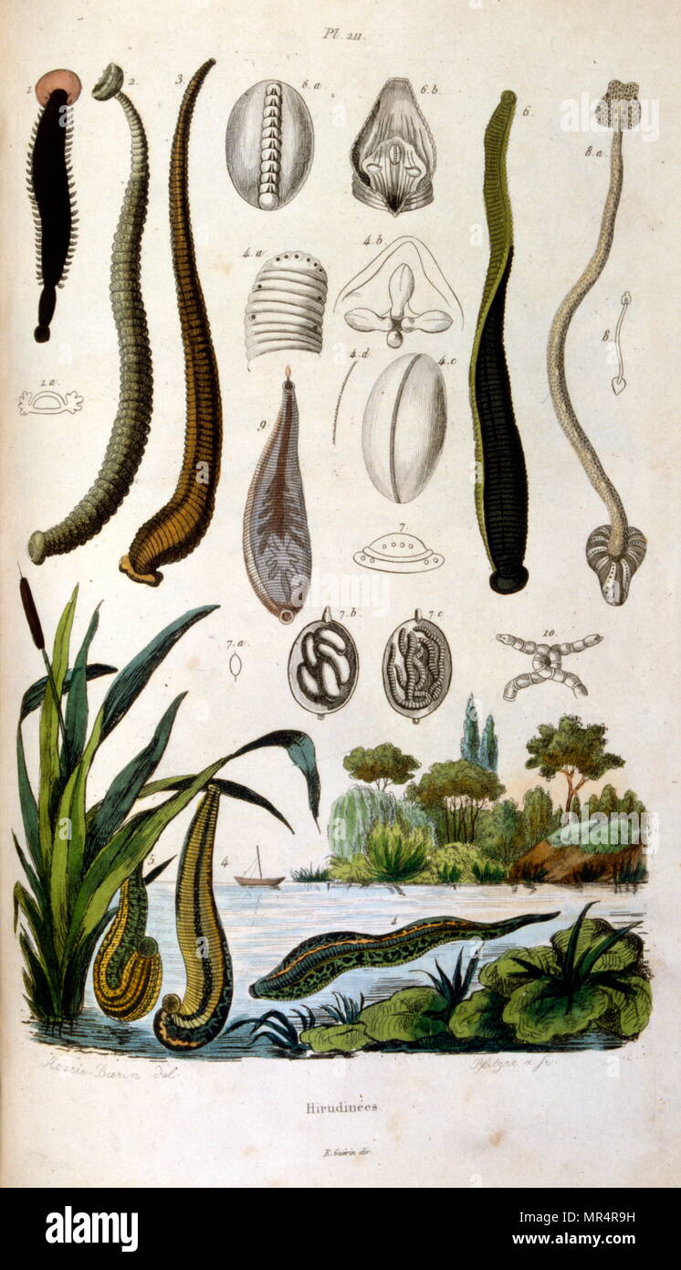 French, Coloured illustration, dated circa 1884, depicting lampreys and eels Stock Photo