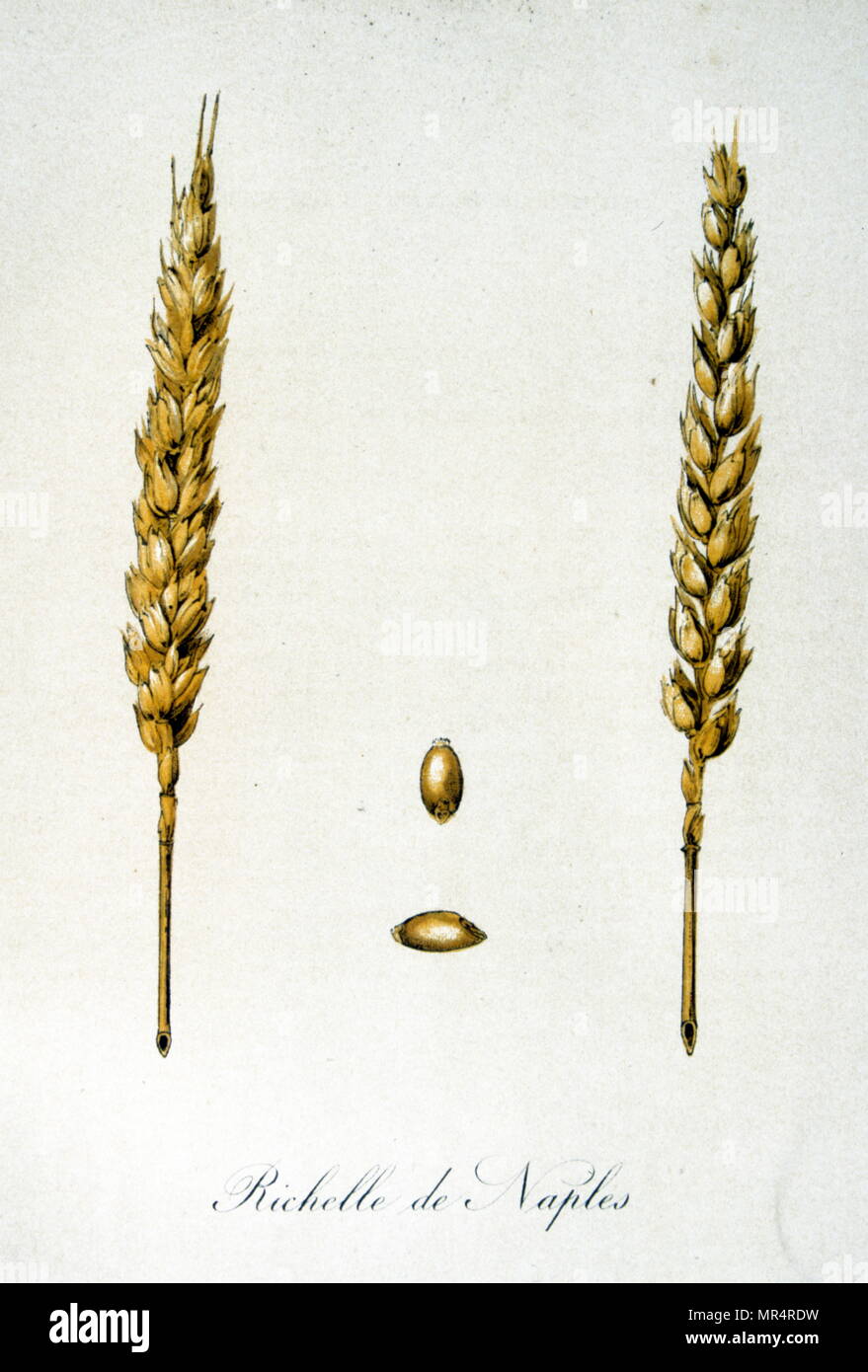 French 19th century illustration of ears of corn Stock Photo - Alamy