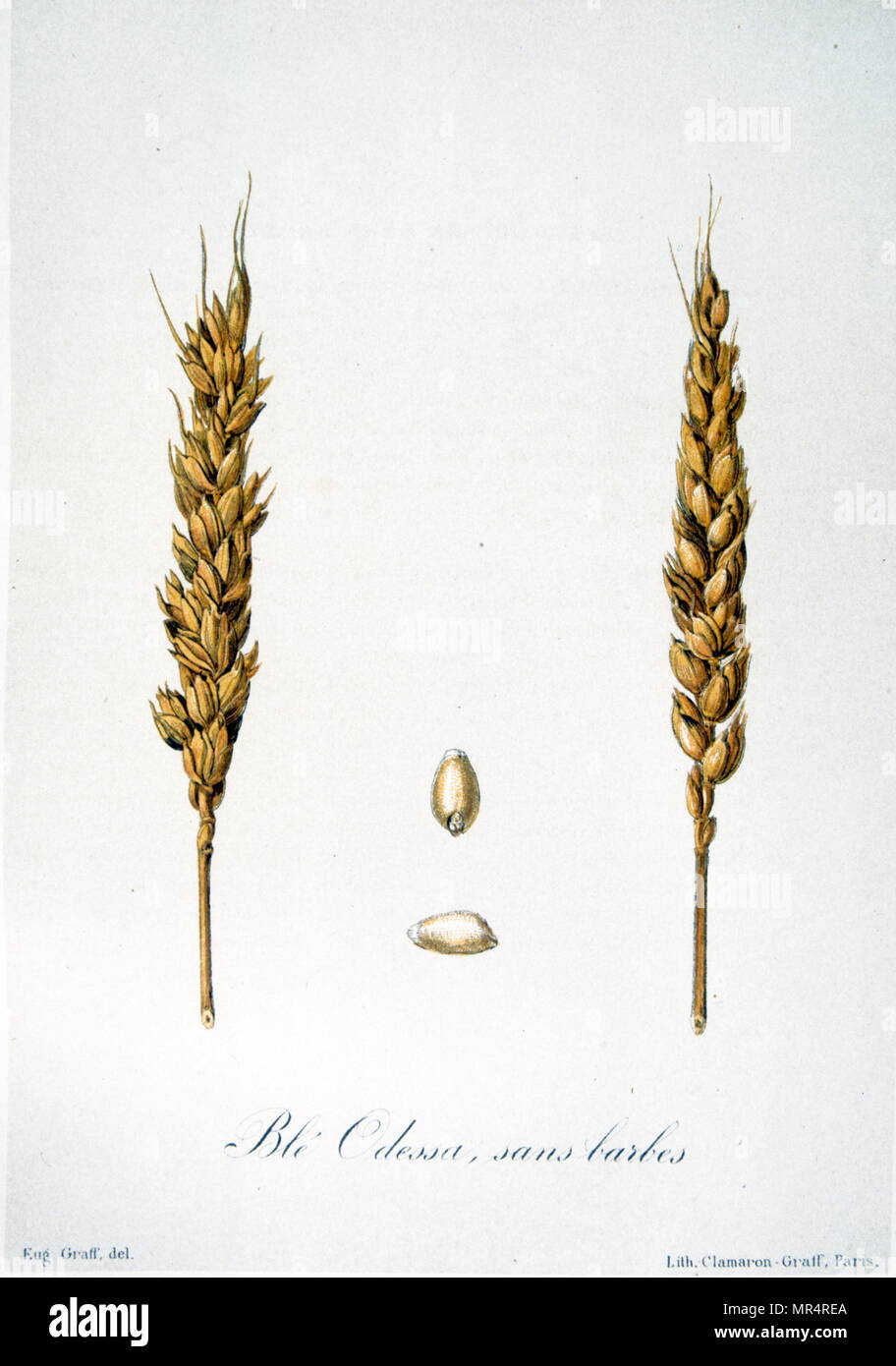 French 19th century illustration of ears of corn Stock Photo