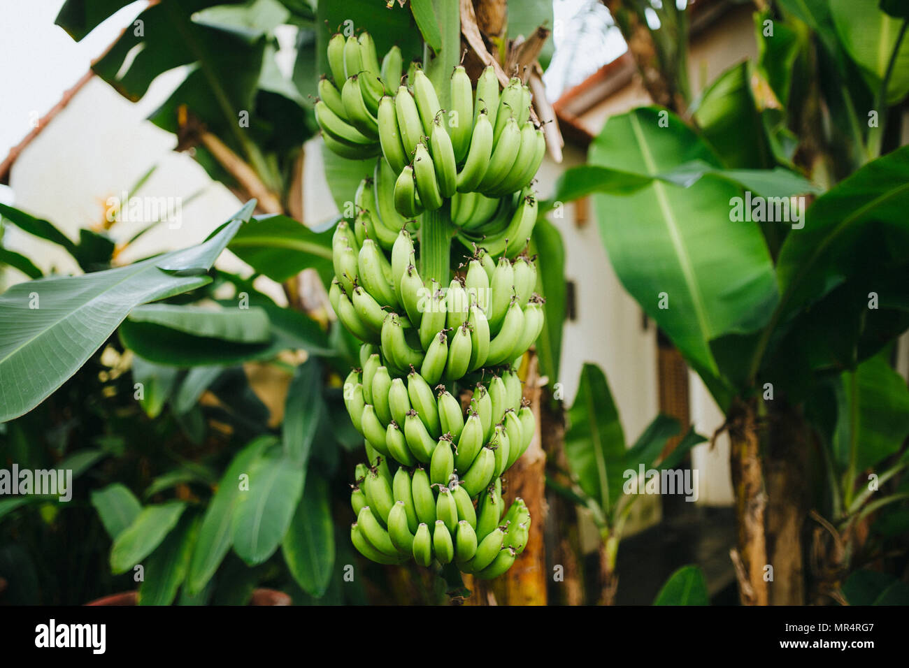 closeup view of green bananas growing on tree in Hoi An, Vietnam Stock