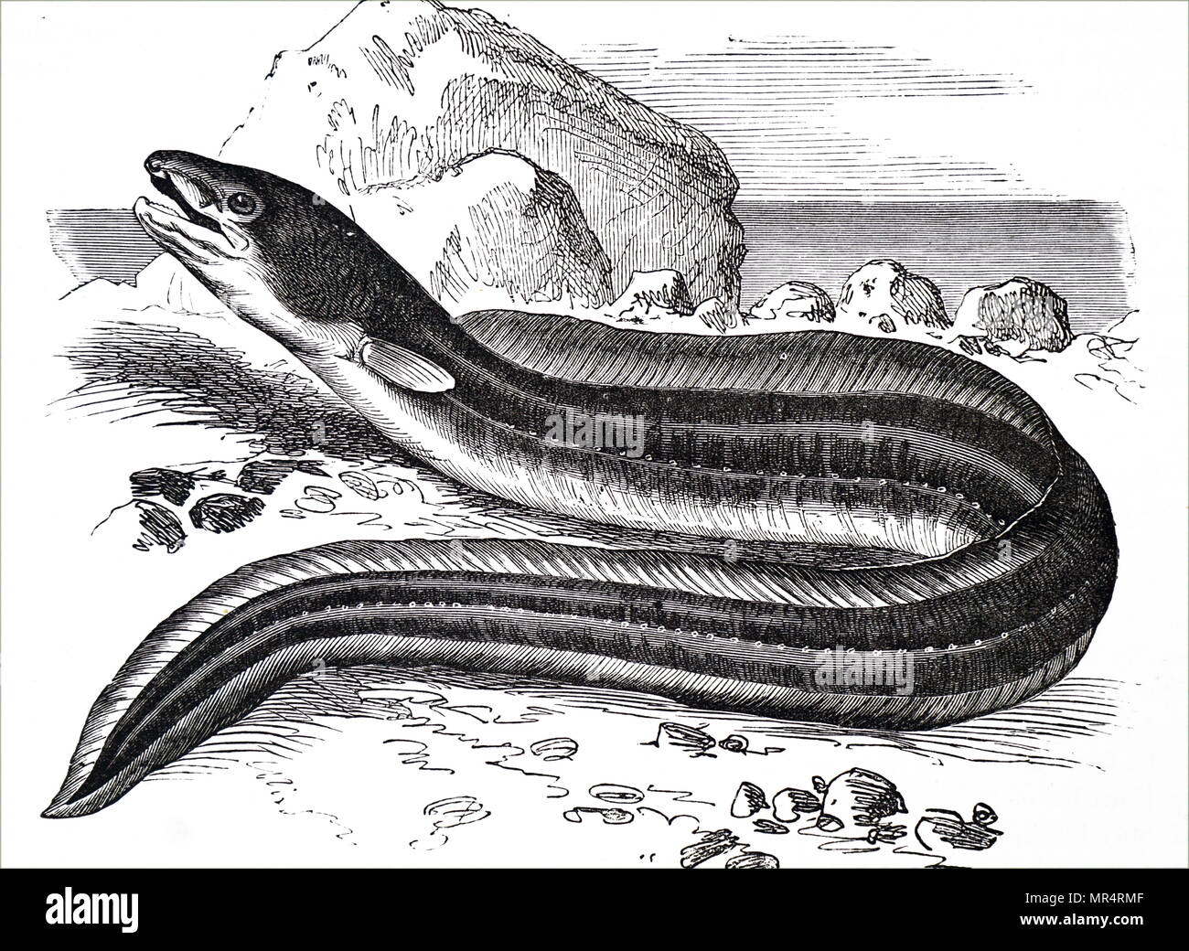 eel scientific drawing