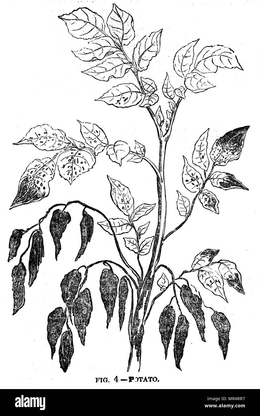 Engraving depicting potato blight (Phytophora Infestans). Leaves of the potato plant rot as an effect of potato blight, a fungal infection spread by aphids. It was not until the 1890s that the nature of the disease and its vector was properly understood. Dated 19th century Stock Photo