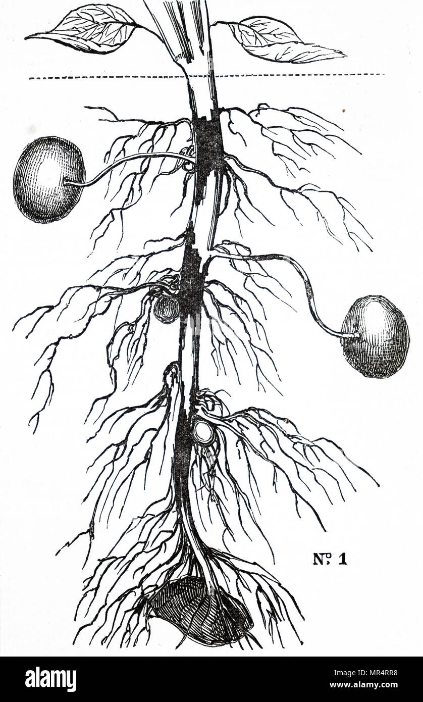 Engraving depicting potato blight (Phytophora Infestans). Potato plant is suffering from 'gangrene' an effect of potato blight, a fungal infection spread by aphids. It was not until the 1890s that the nature of the disease and its vector was properly understood. Dated 19th century Stock Photo